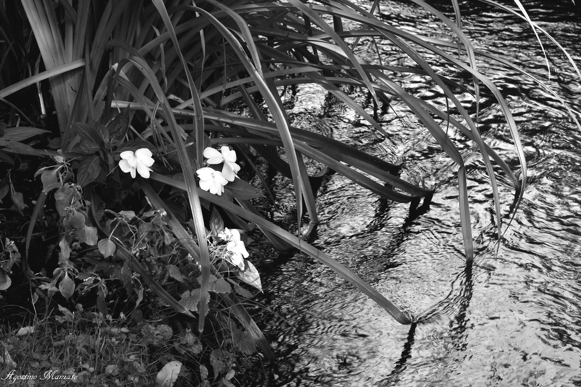 The Impressionist Monet Brook