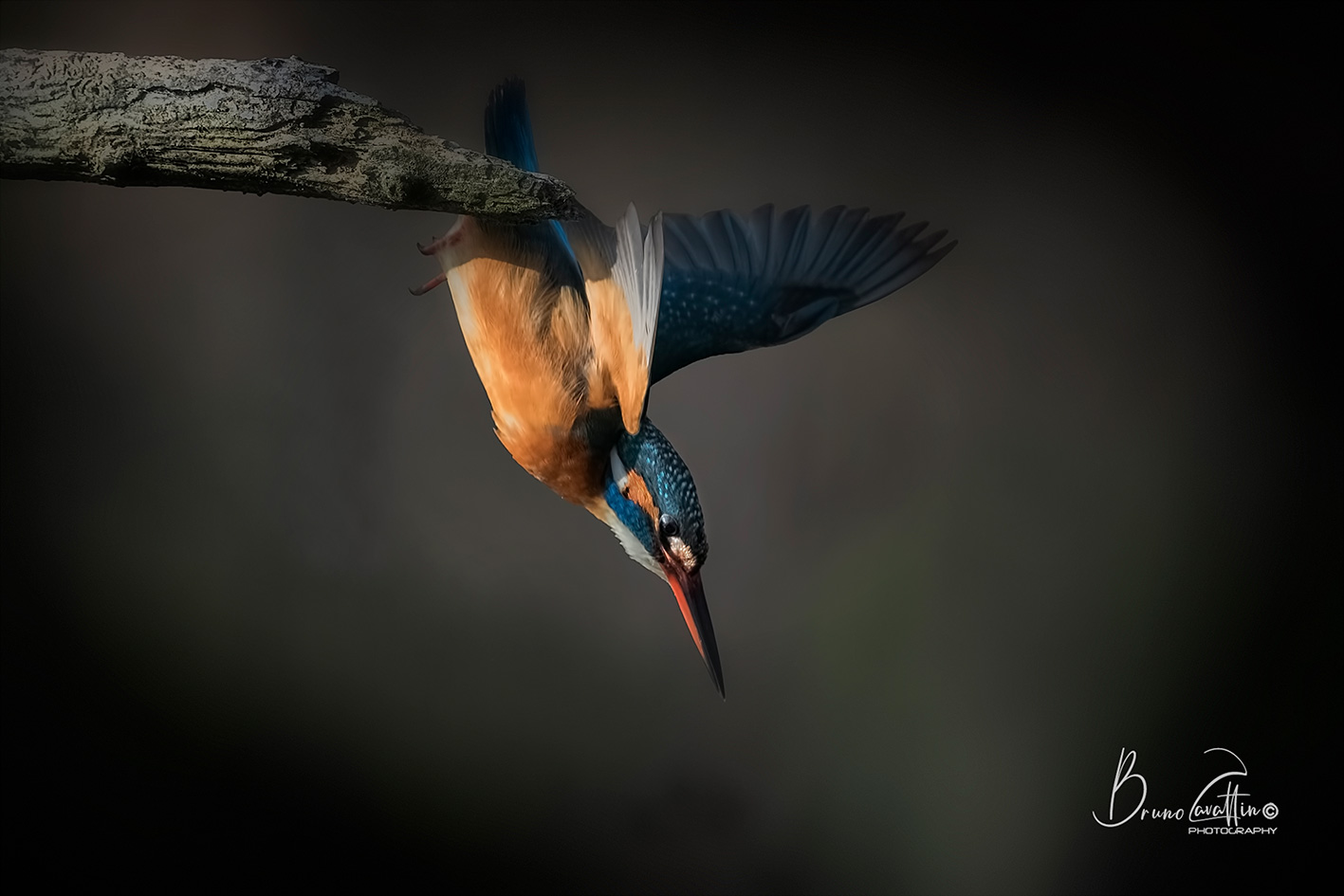 Kingfisher