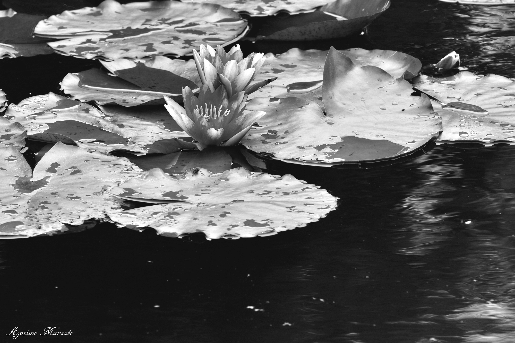 Impressionismo in B&W