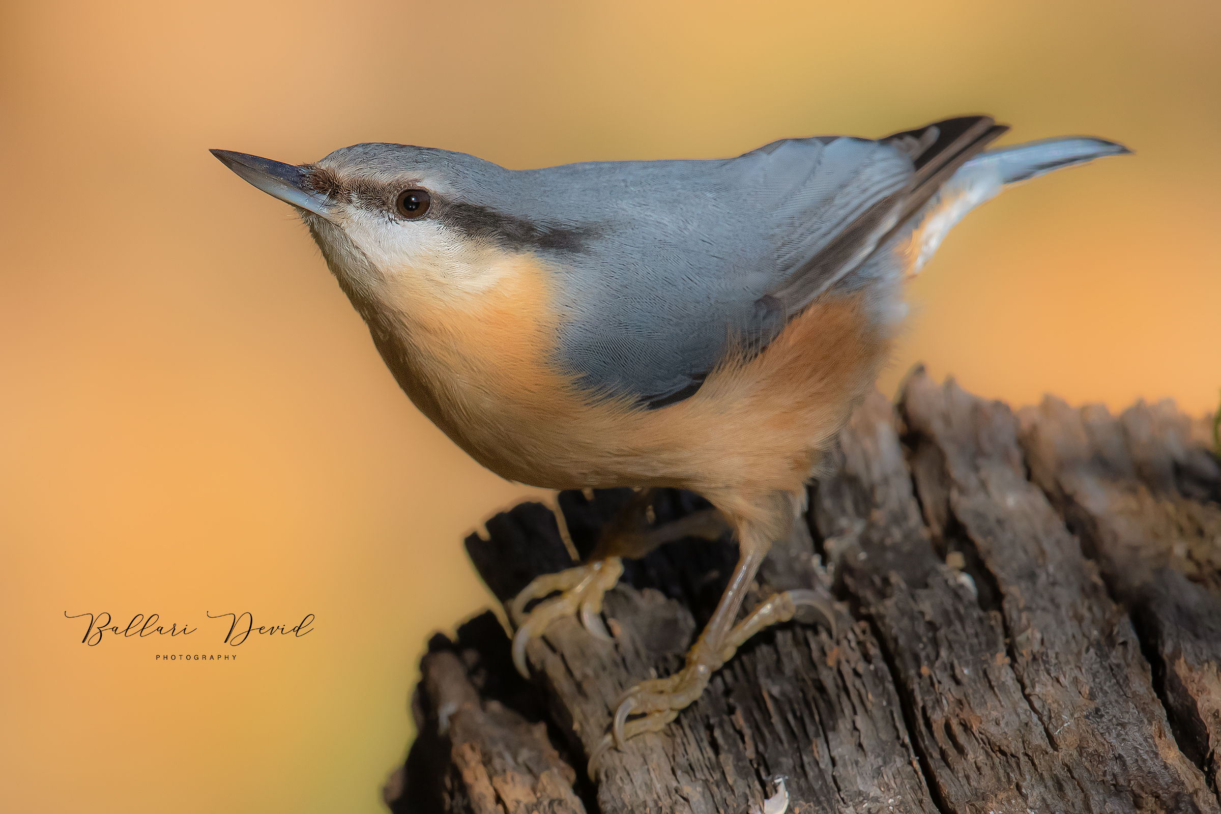 Nuthatch