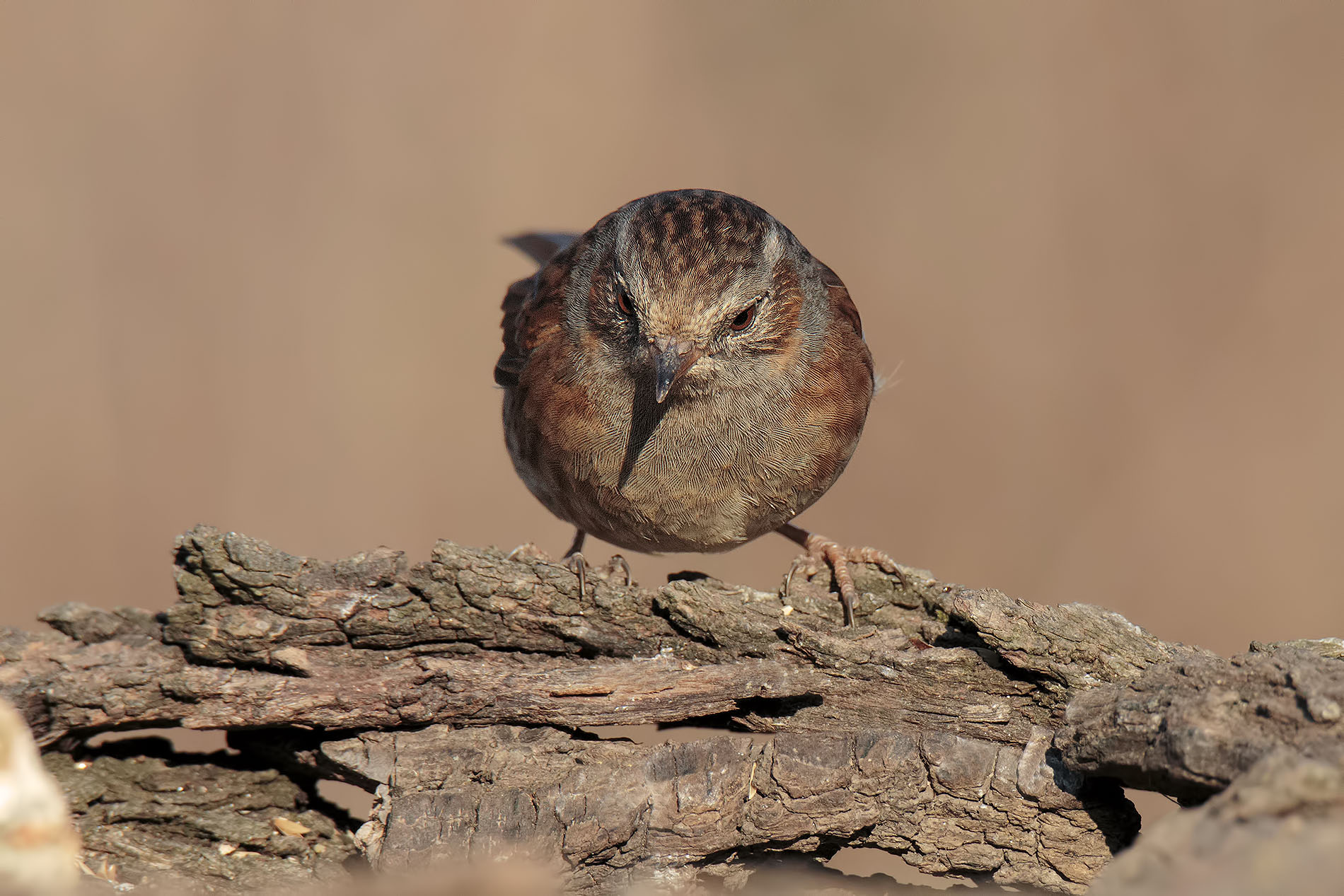 Passera Dunnock