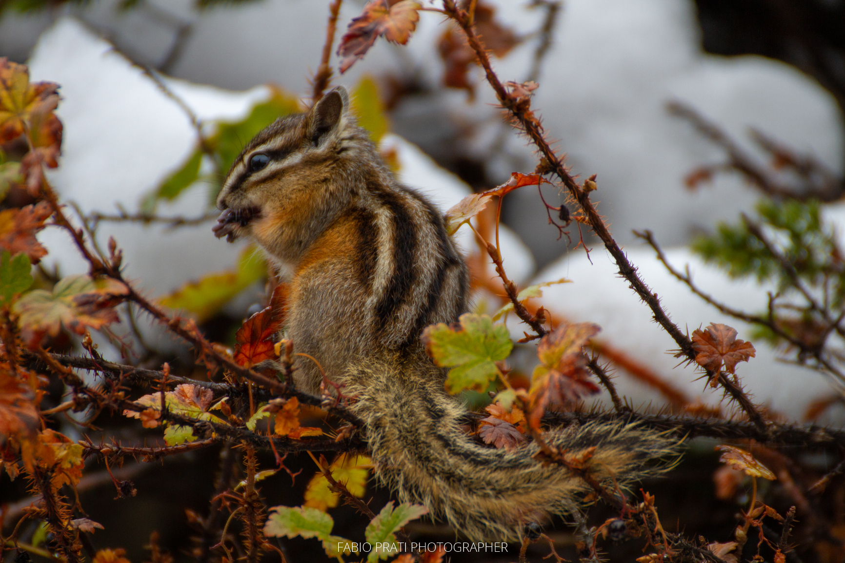 Red Squirrel Canadian