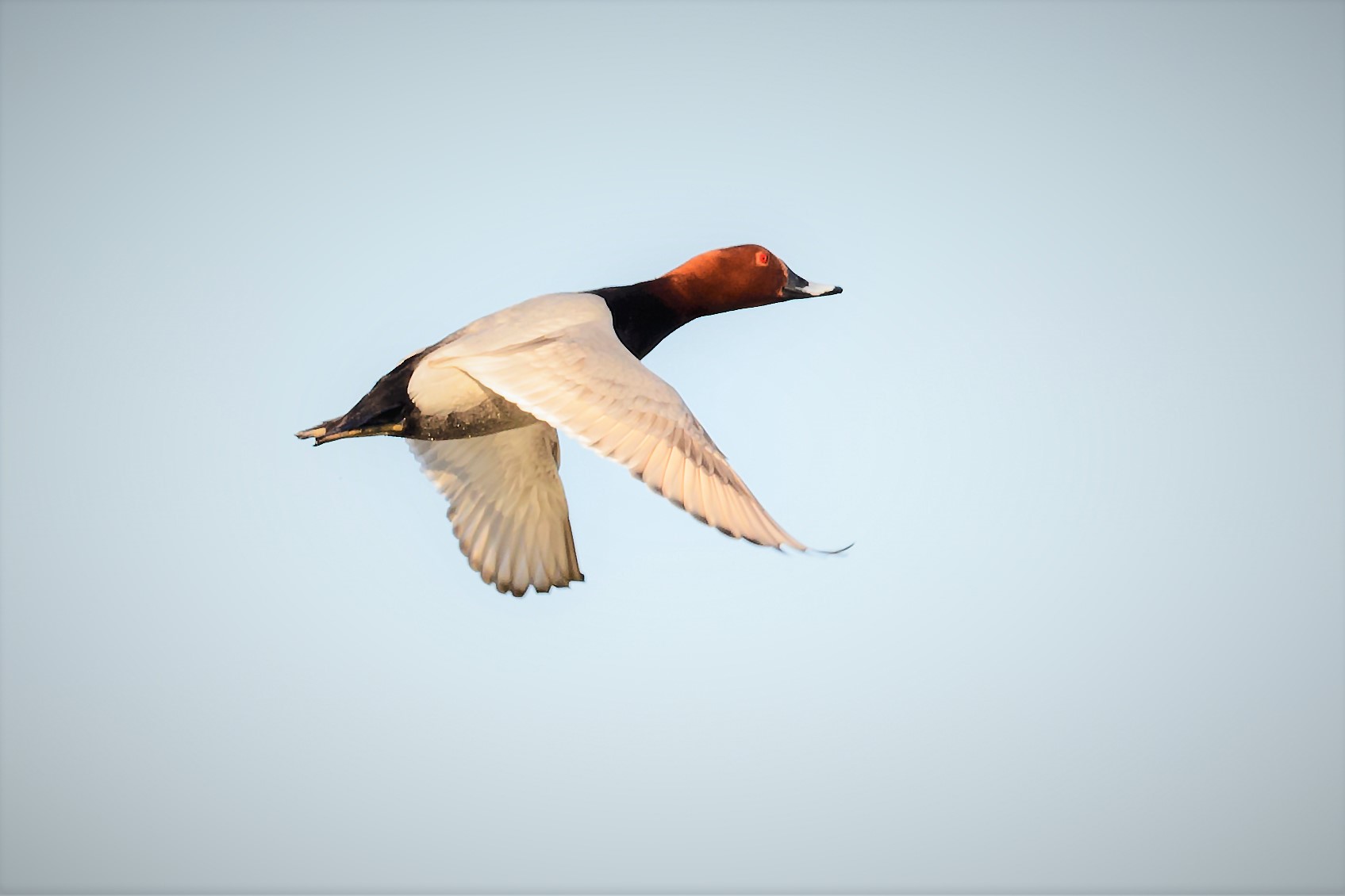 Pochard