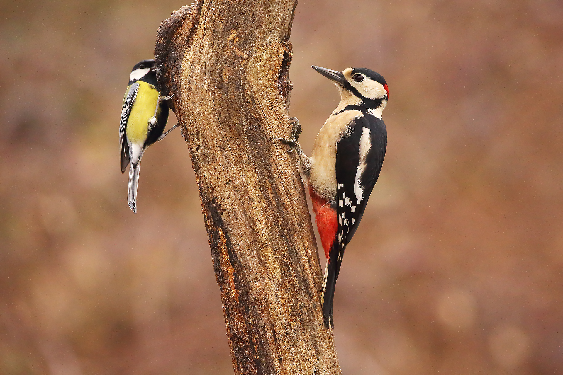 picchio rosso e cinciallegra