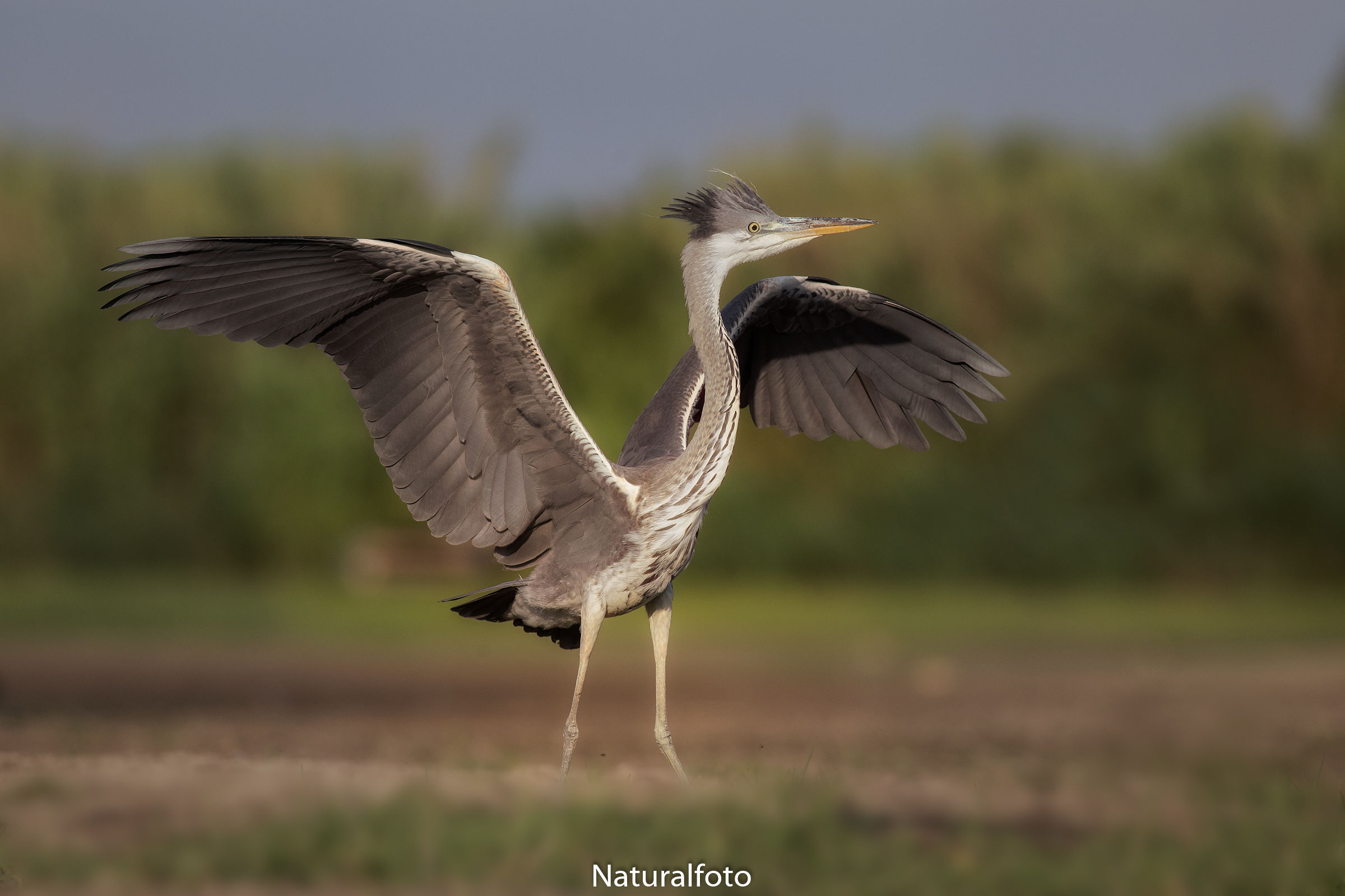 Dinner, Sunset Capann. Riva 1