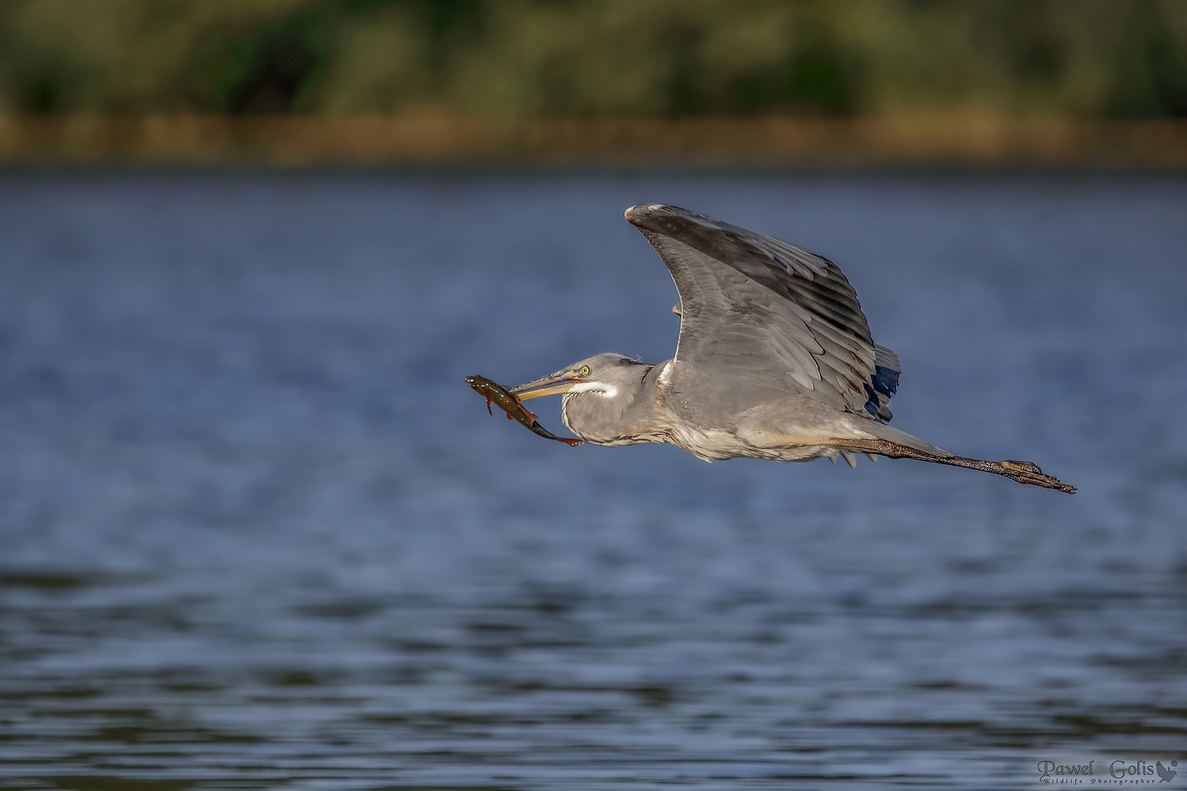 Successo caccia-Airone grigio (Ardea cinerea)