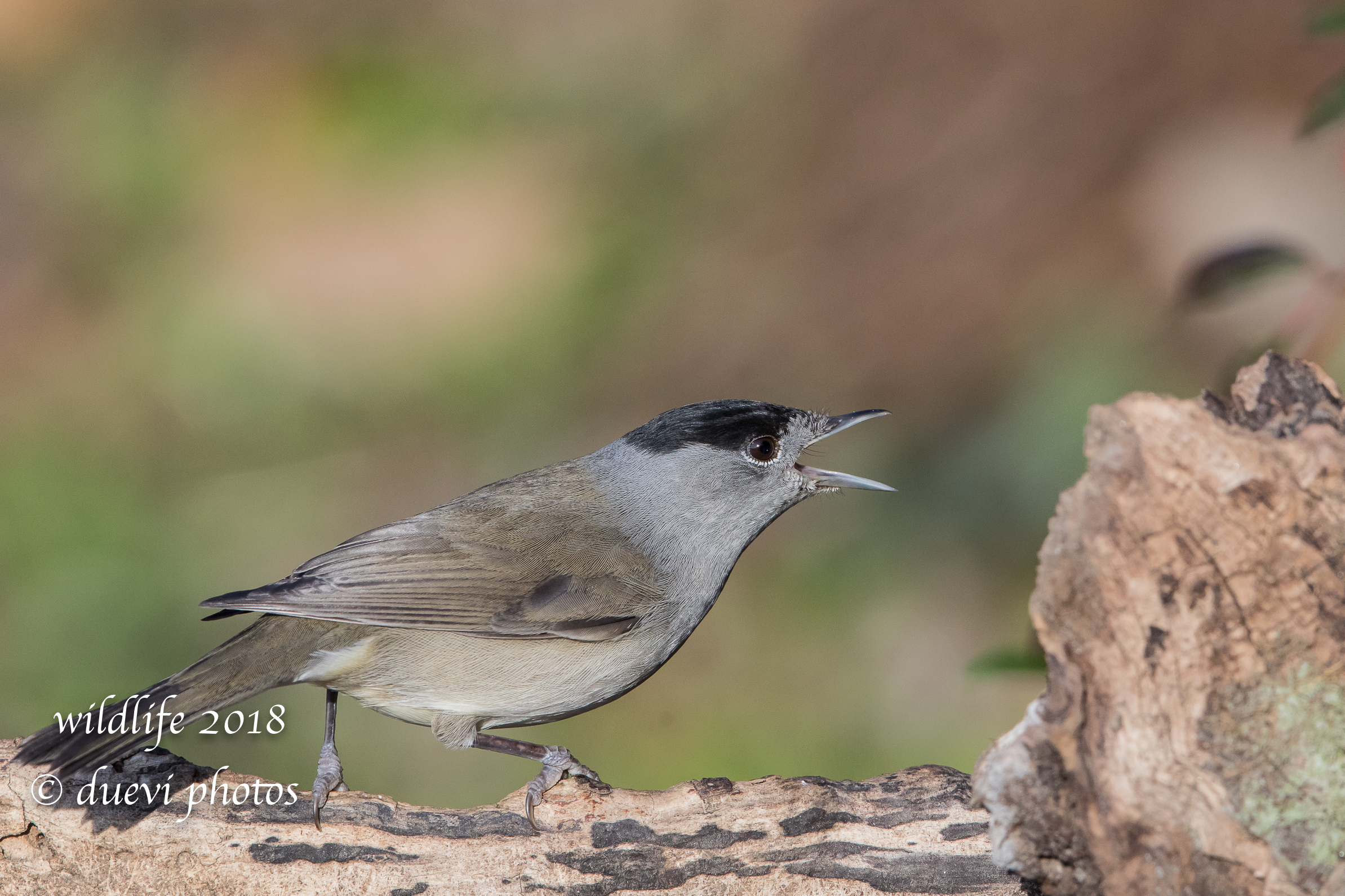 Sylvia atricapilla (Capinera m.)