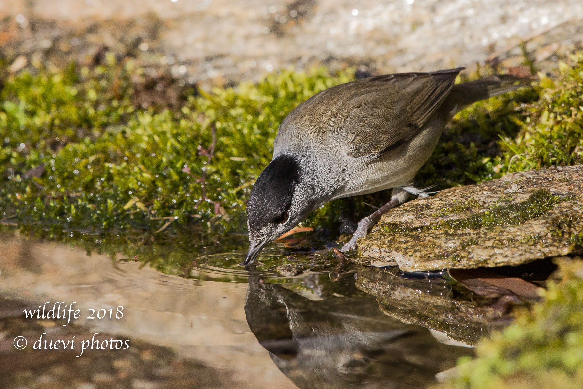 Sylvia atricapilla (Capinera m.)