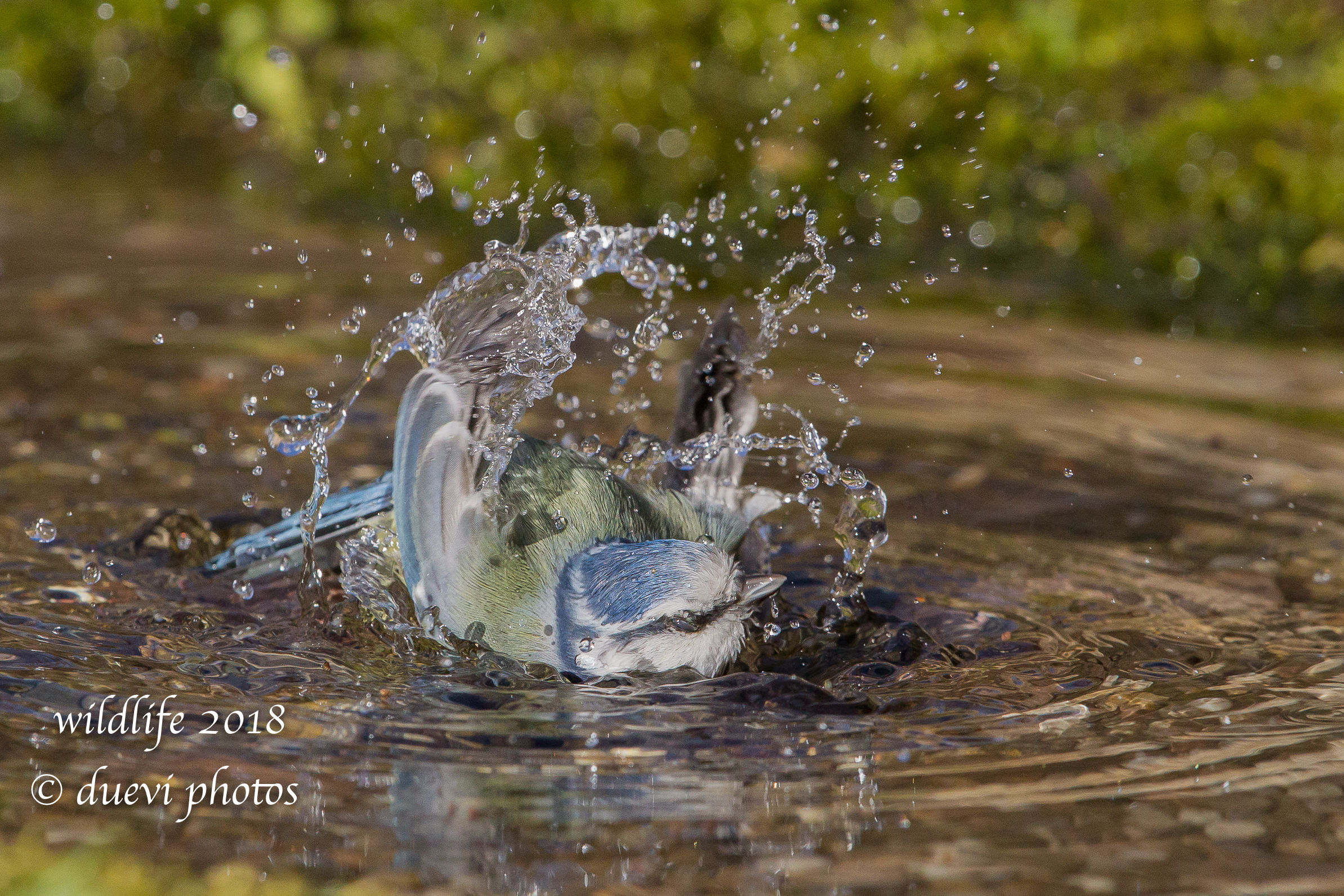 Cinciarella - Cyanistes caeruleus