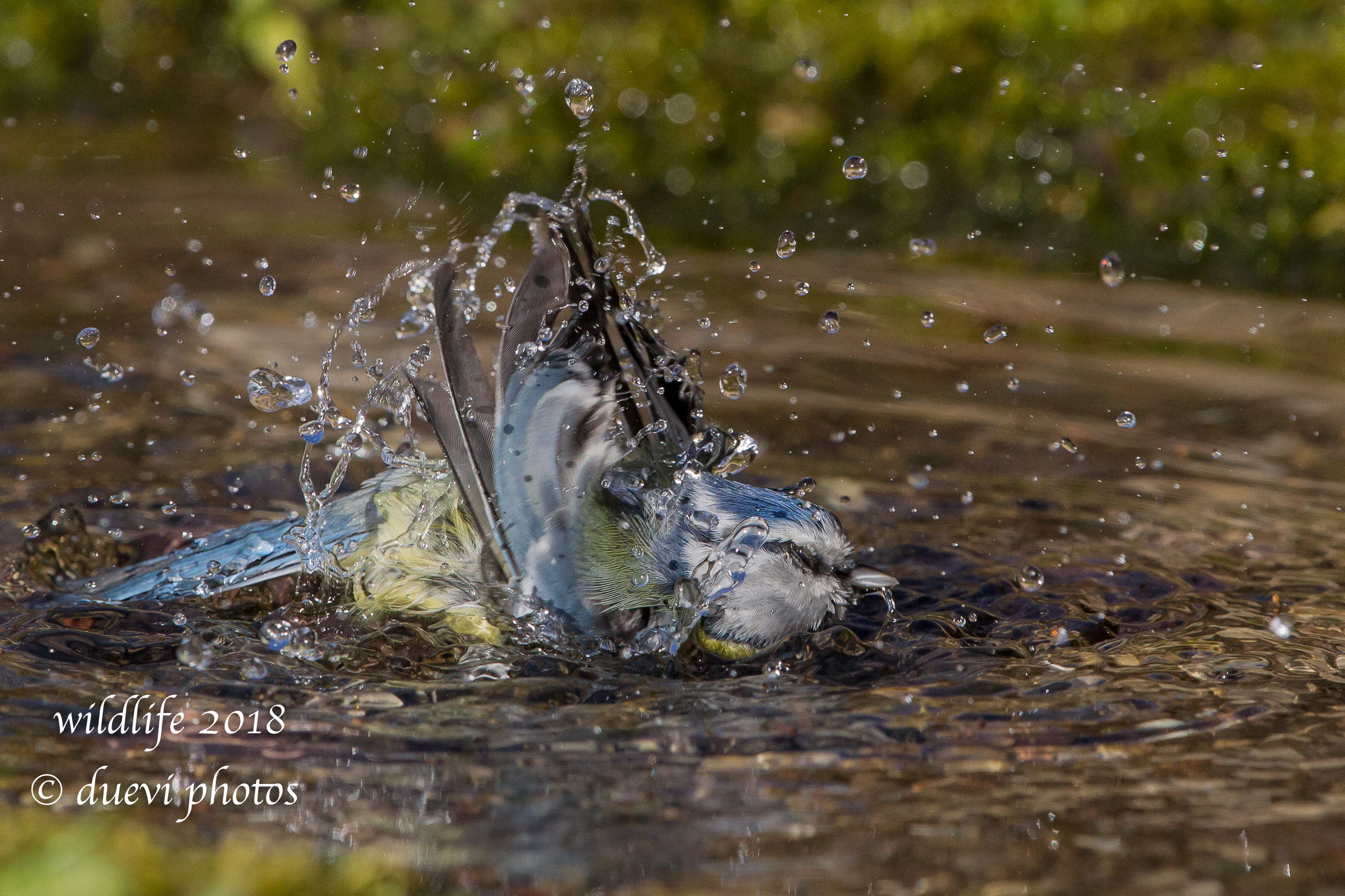 Cinciarella - Cyanistes caeruleus