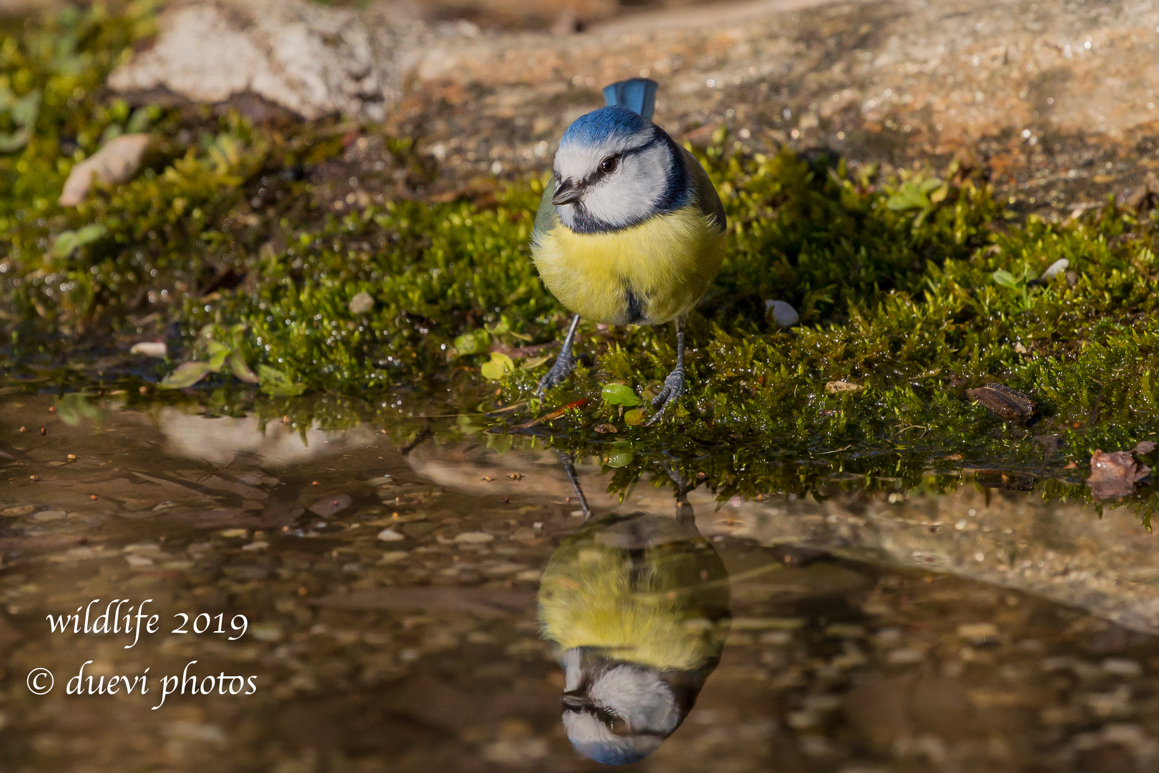 Cinciarella - Cyanistes caeruleus
