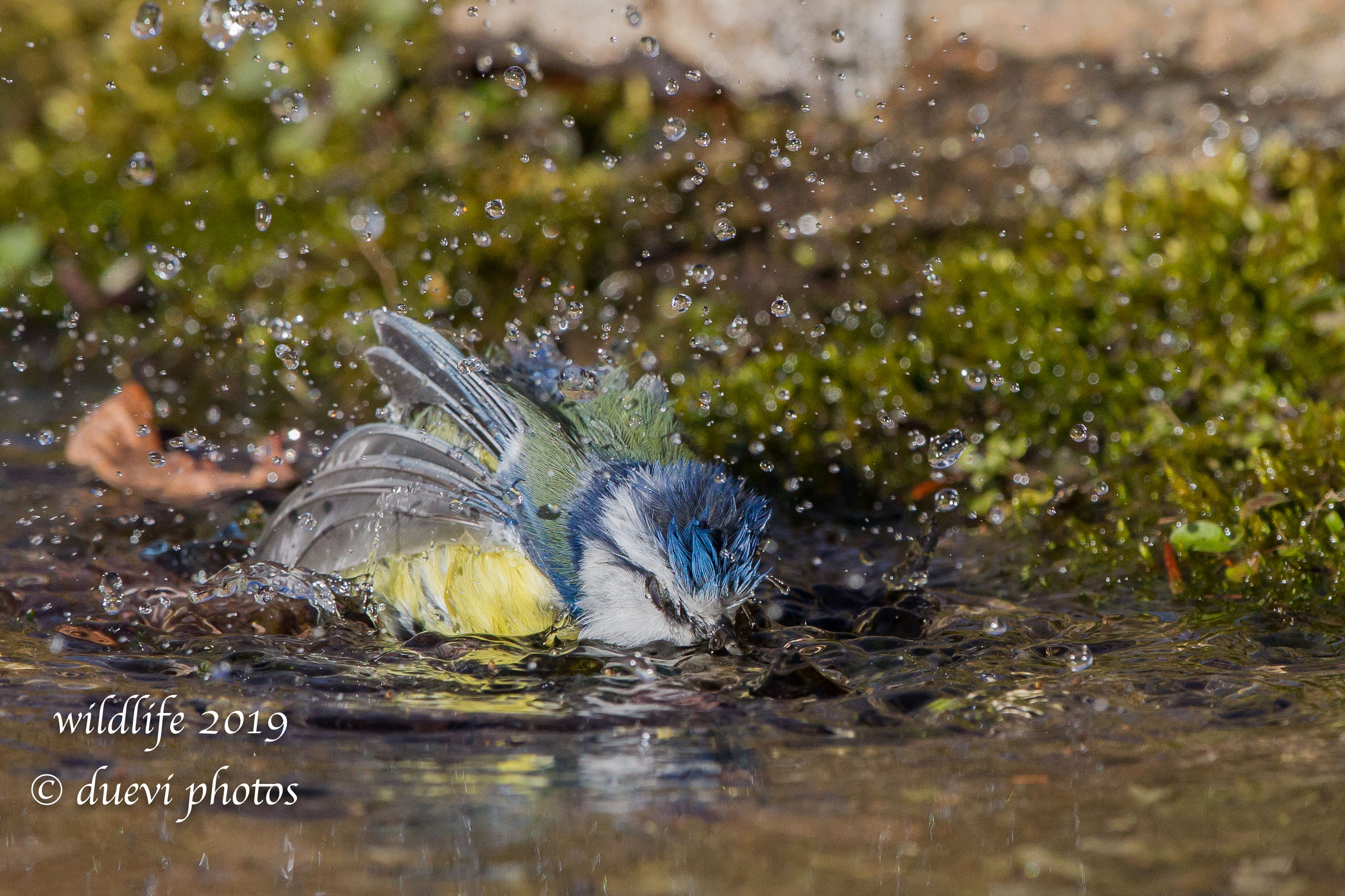 Cinciarella - Cyanistes caeruleus