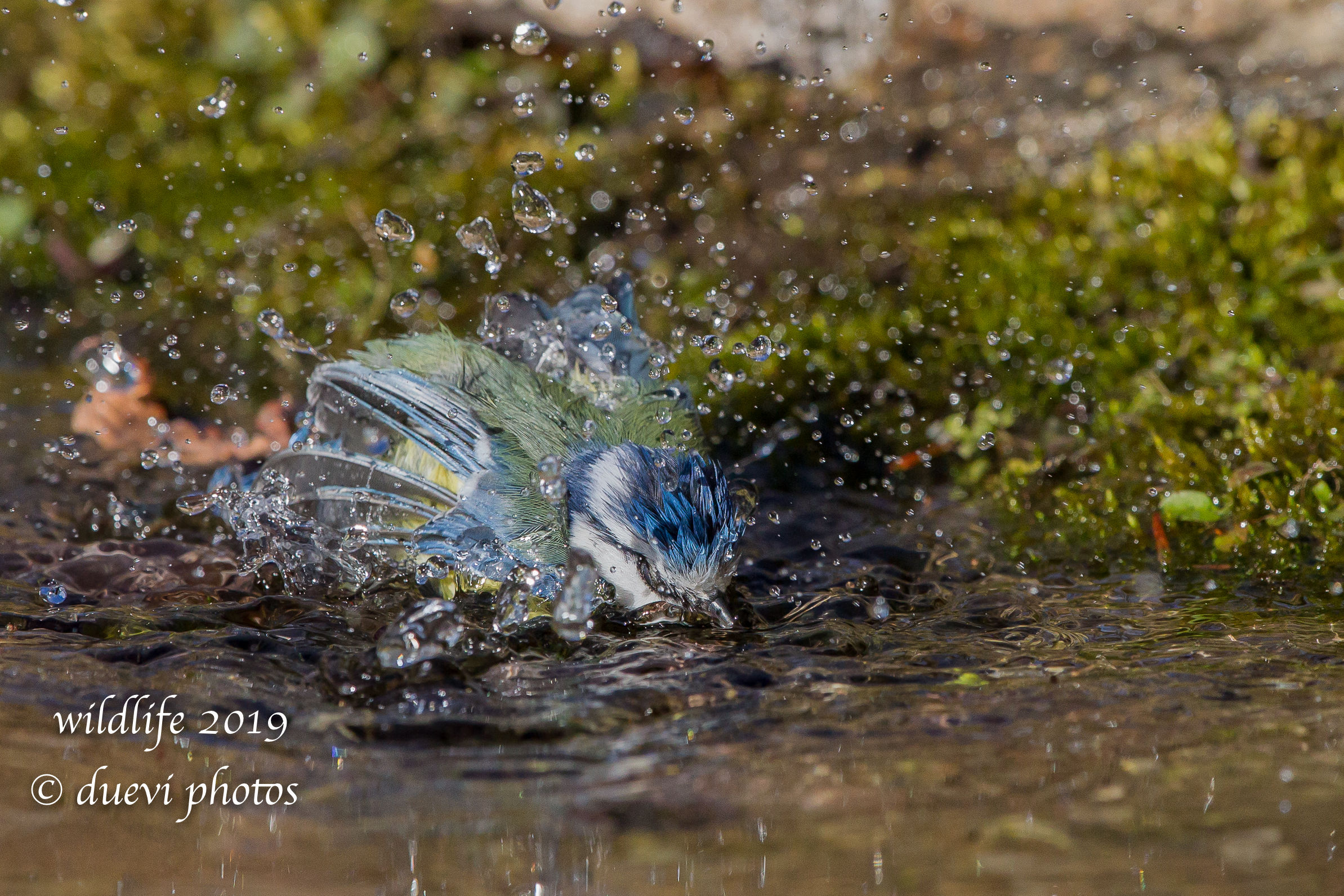 Cinciarella-Cyanistes Caeruleus