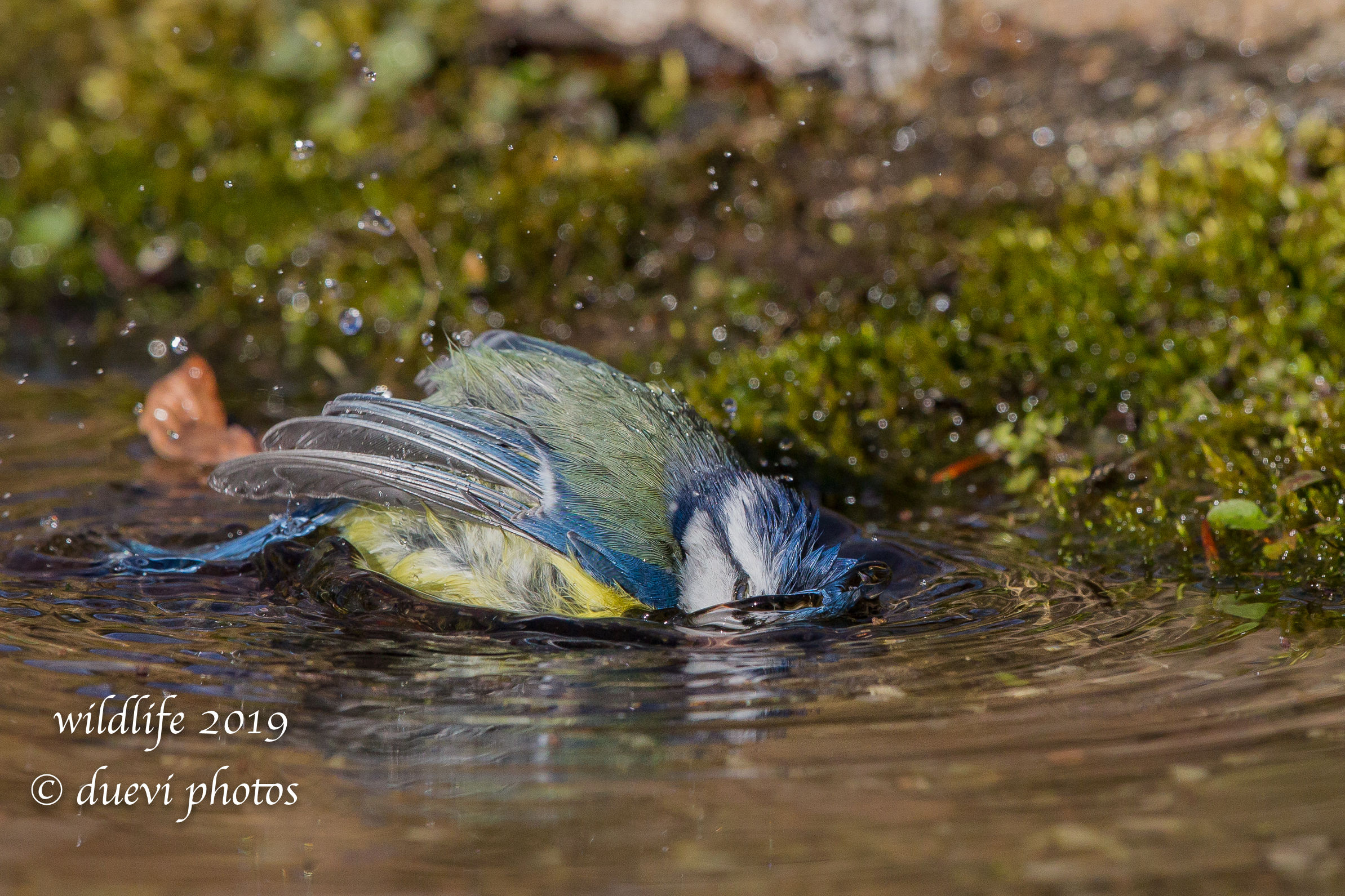Cinciarella - Cyanistes caeruleus