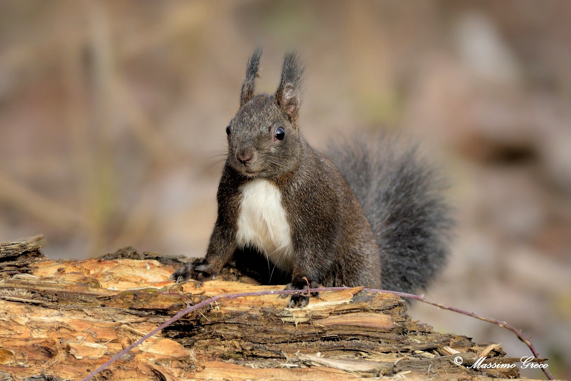 To you for you with the squirrel