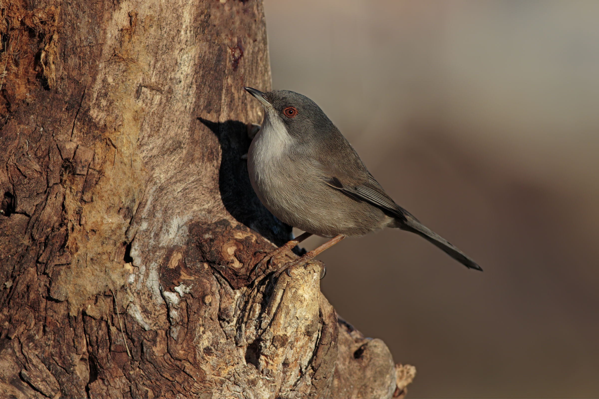 Femmina di Occhiocotto