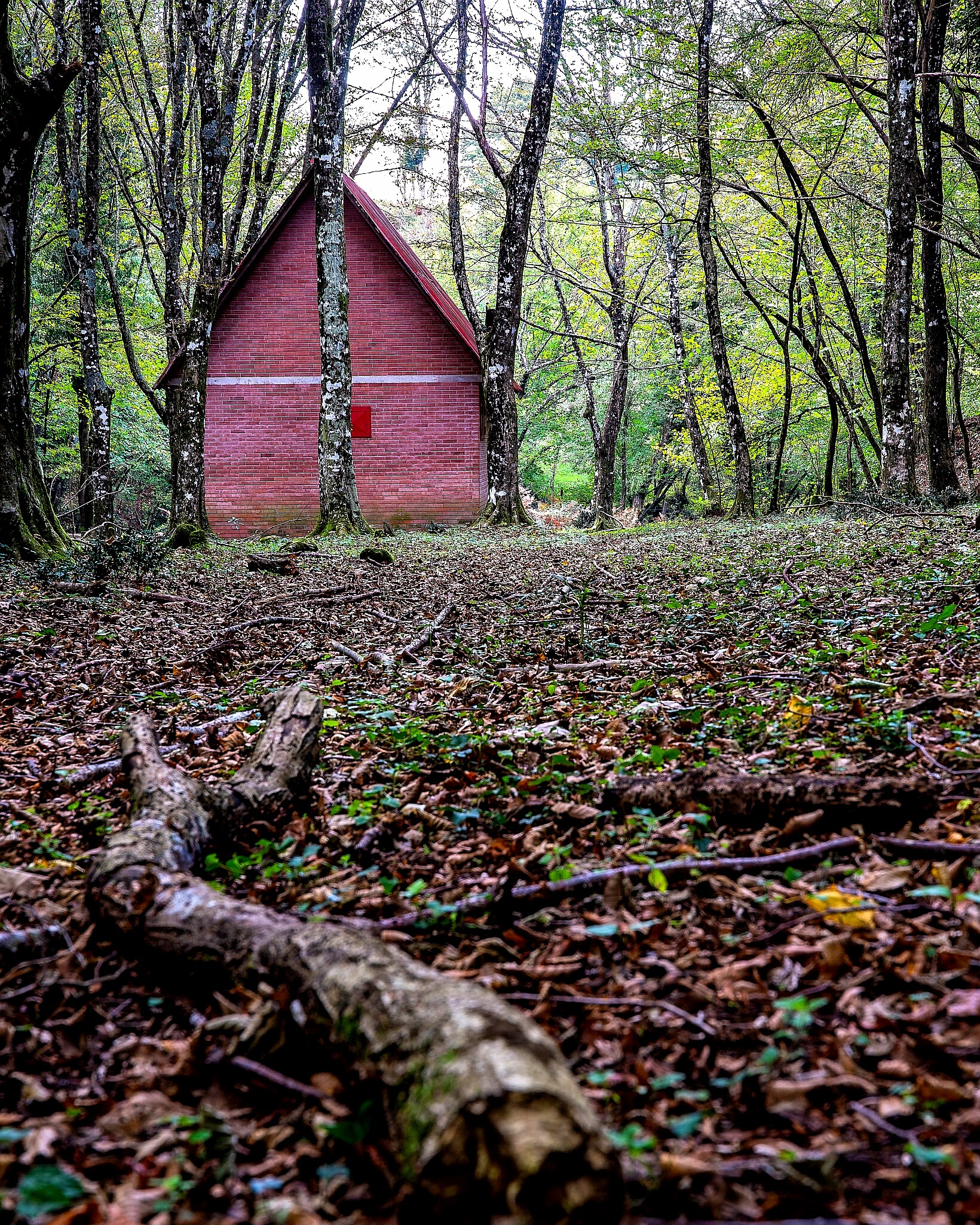 The House in the woods