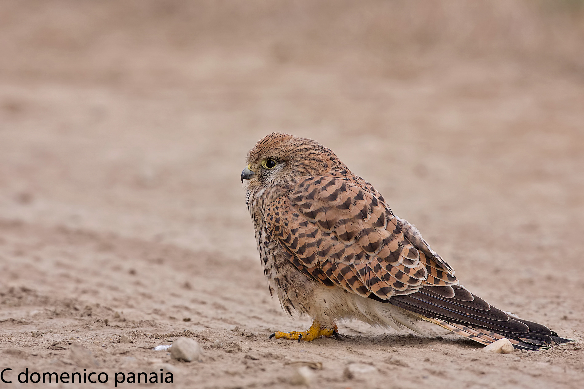 Kestrel