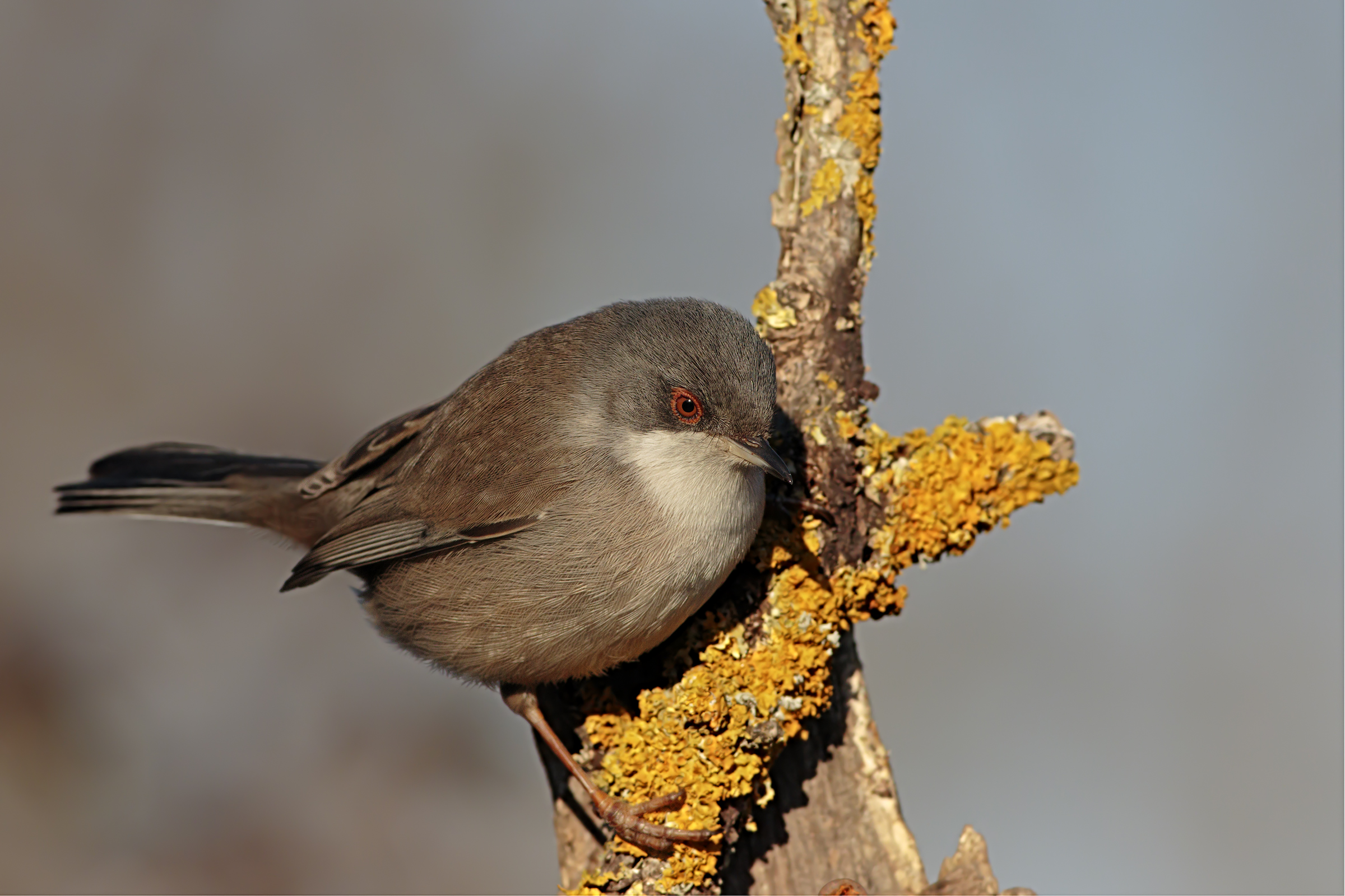 Femmina di Occhiocottto