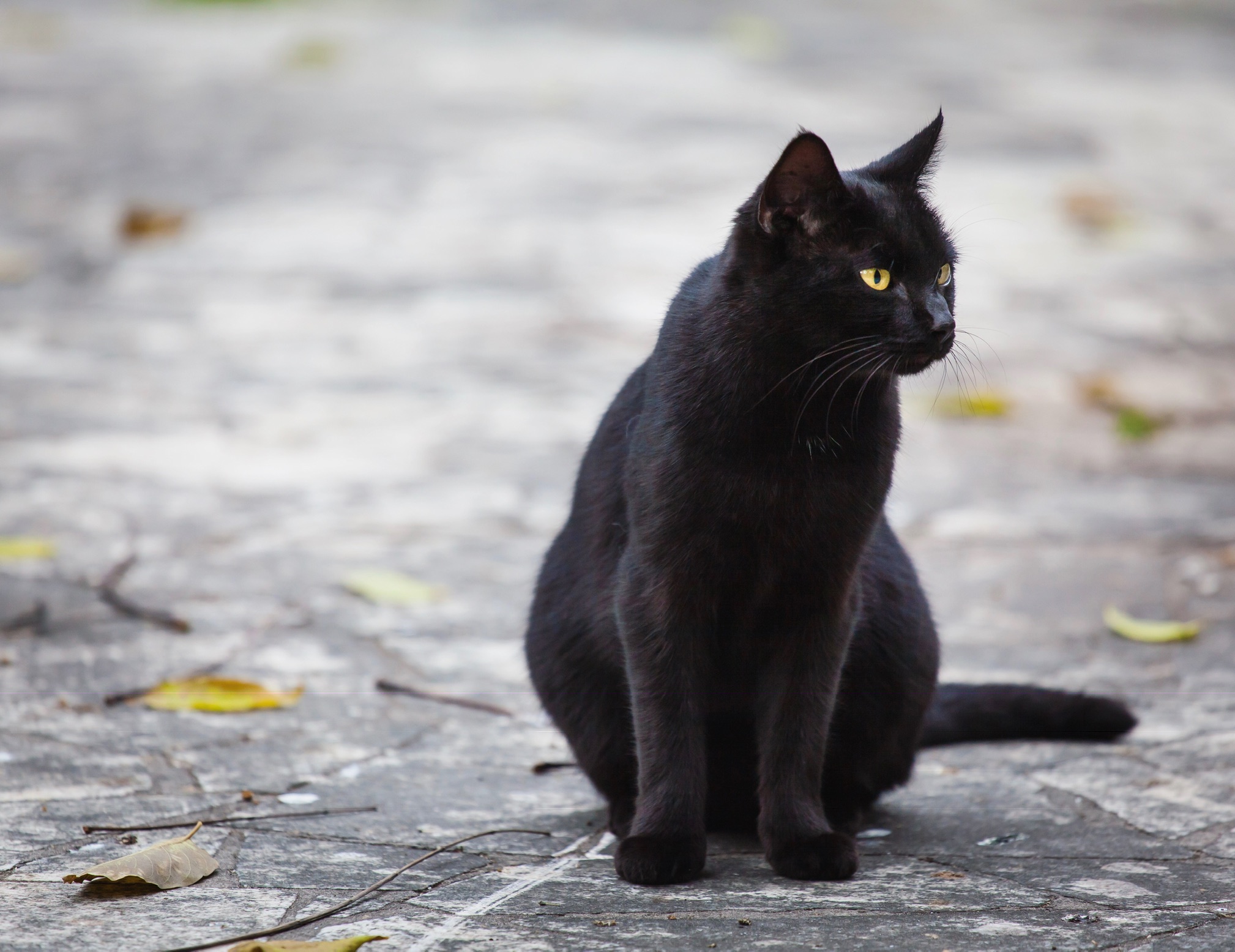 Black Panther at the public garden