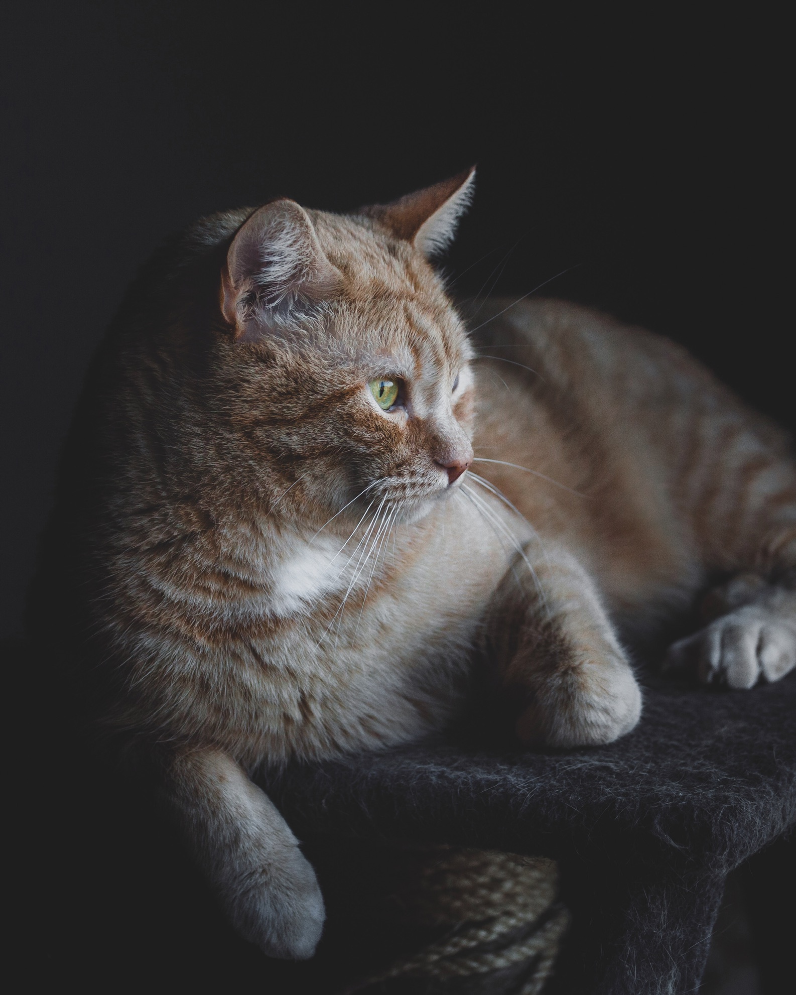 La tigre della Malesia