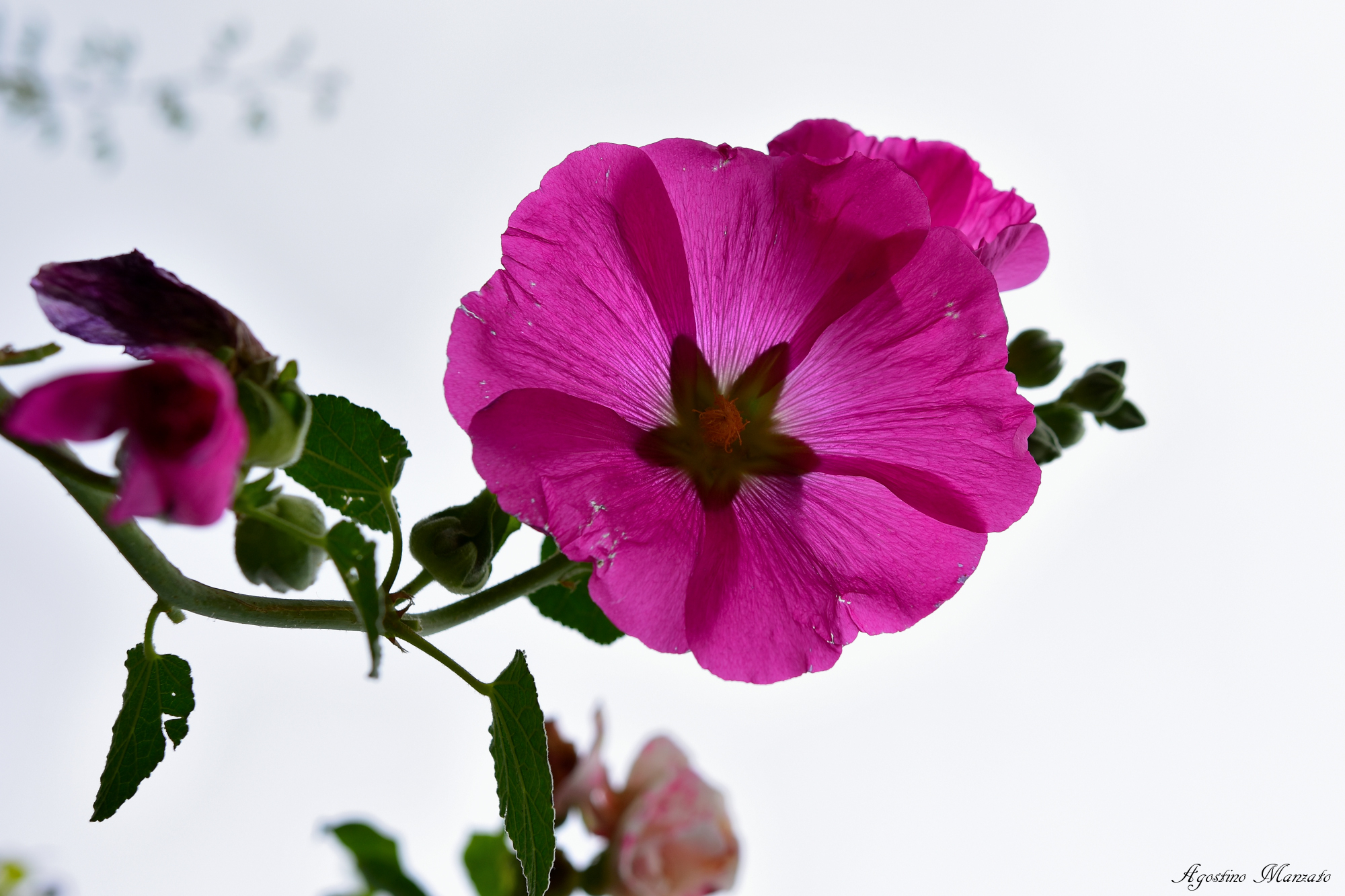 In the garden of the flower Girl of Giverny