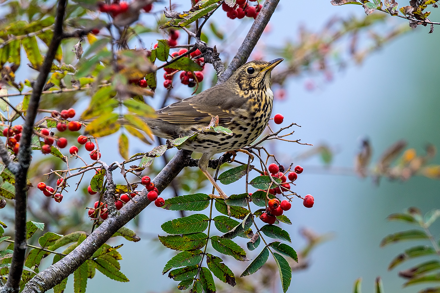Song Thrush on Rowan