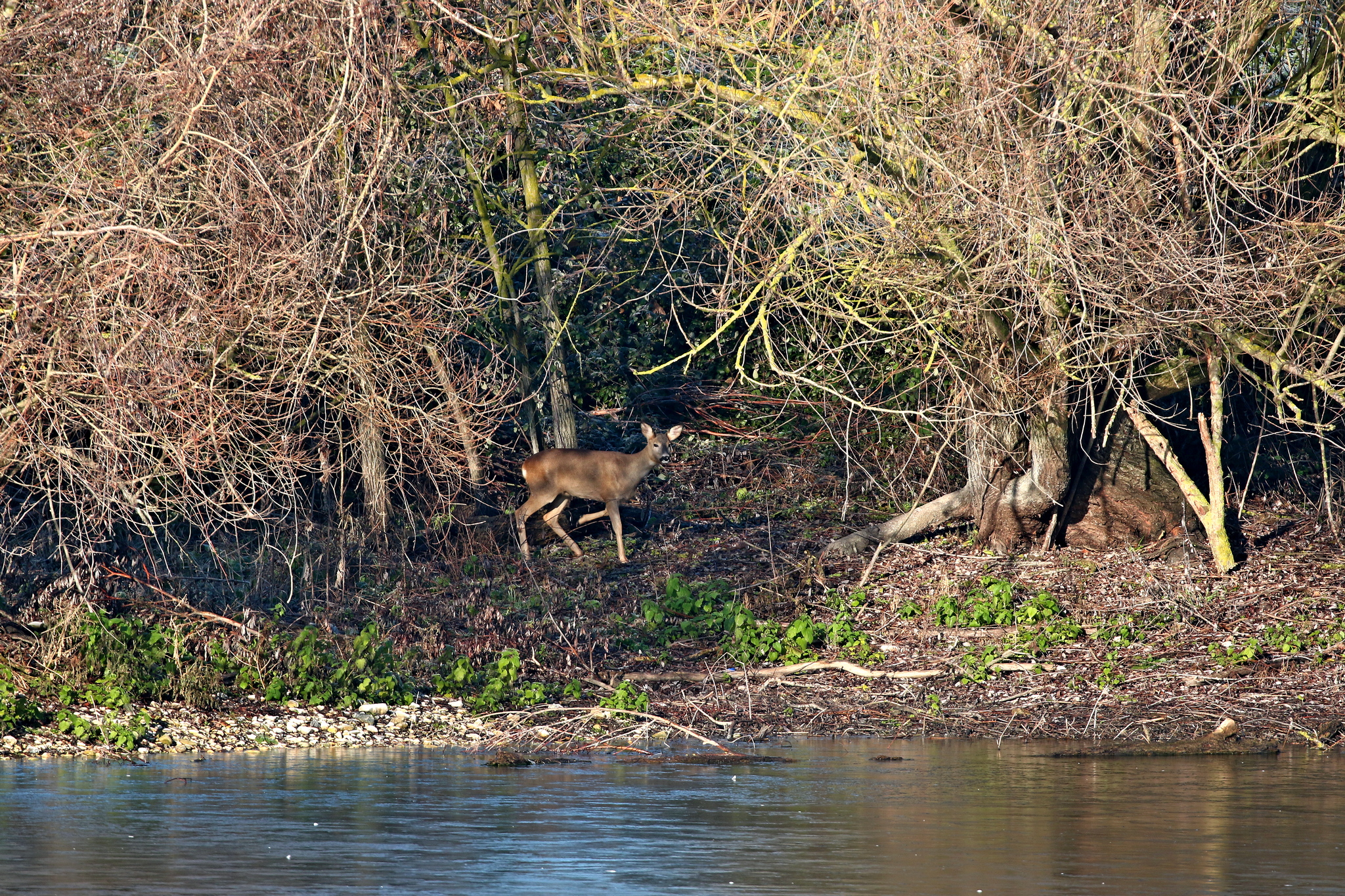 Roe deer on the shore of the pond