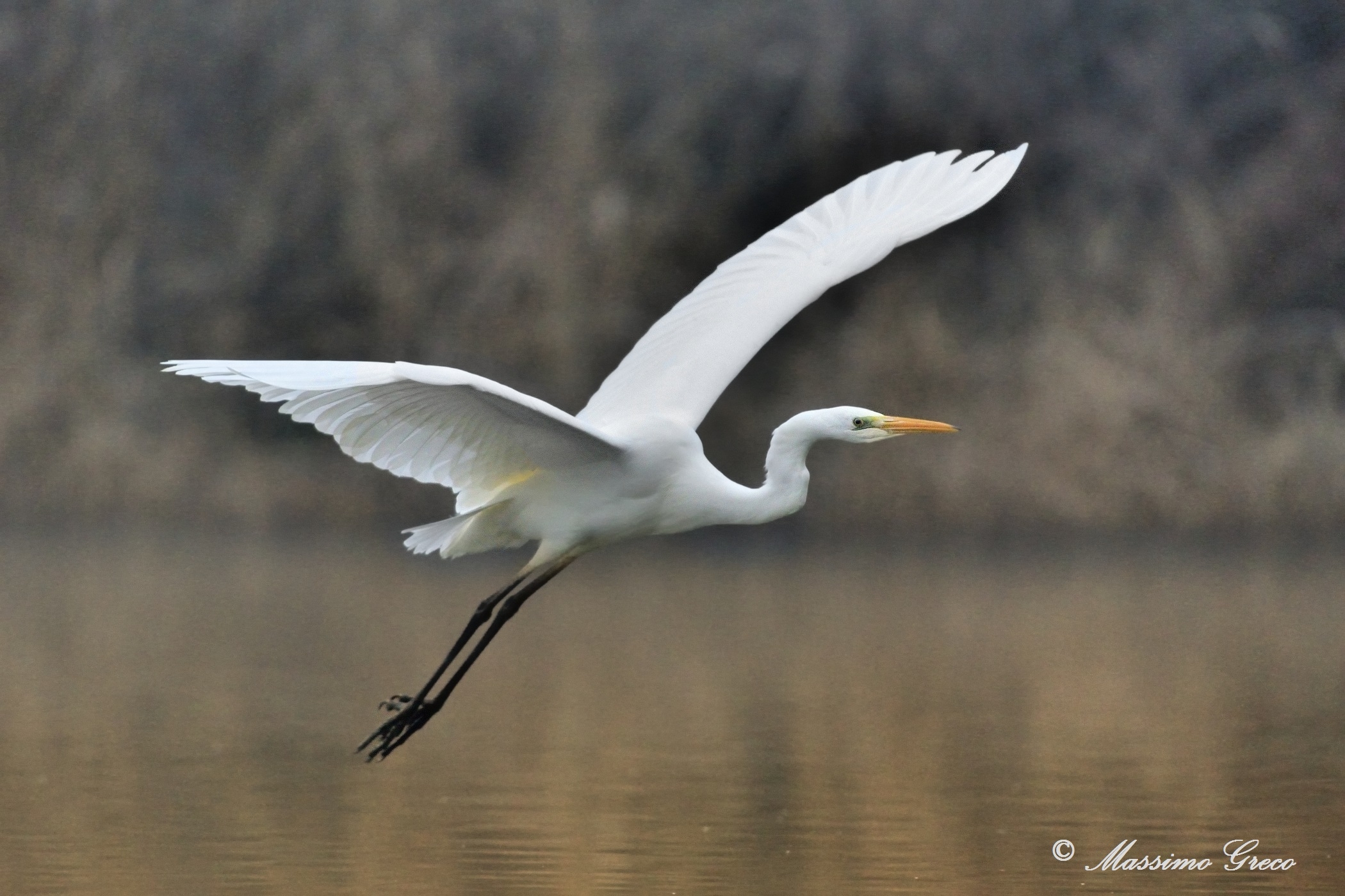 Greater White Heron