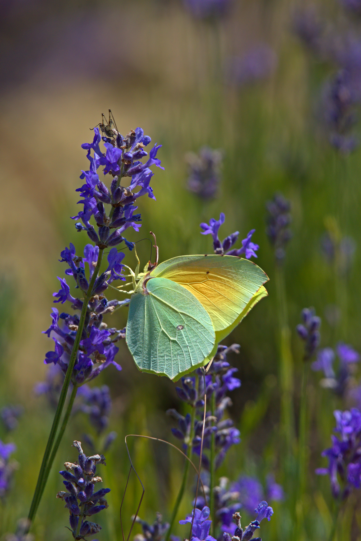 Una foglia su di un fiore