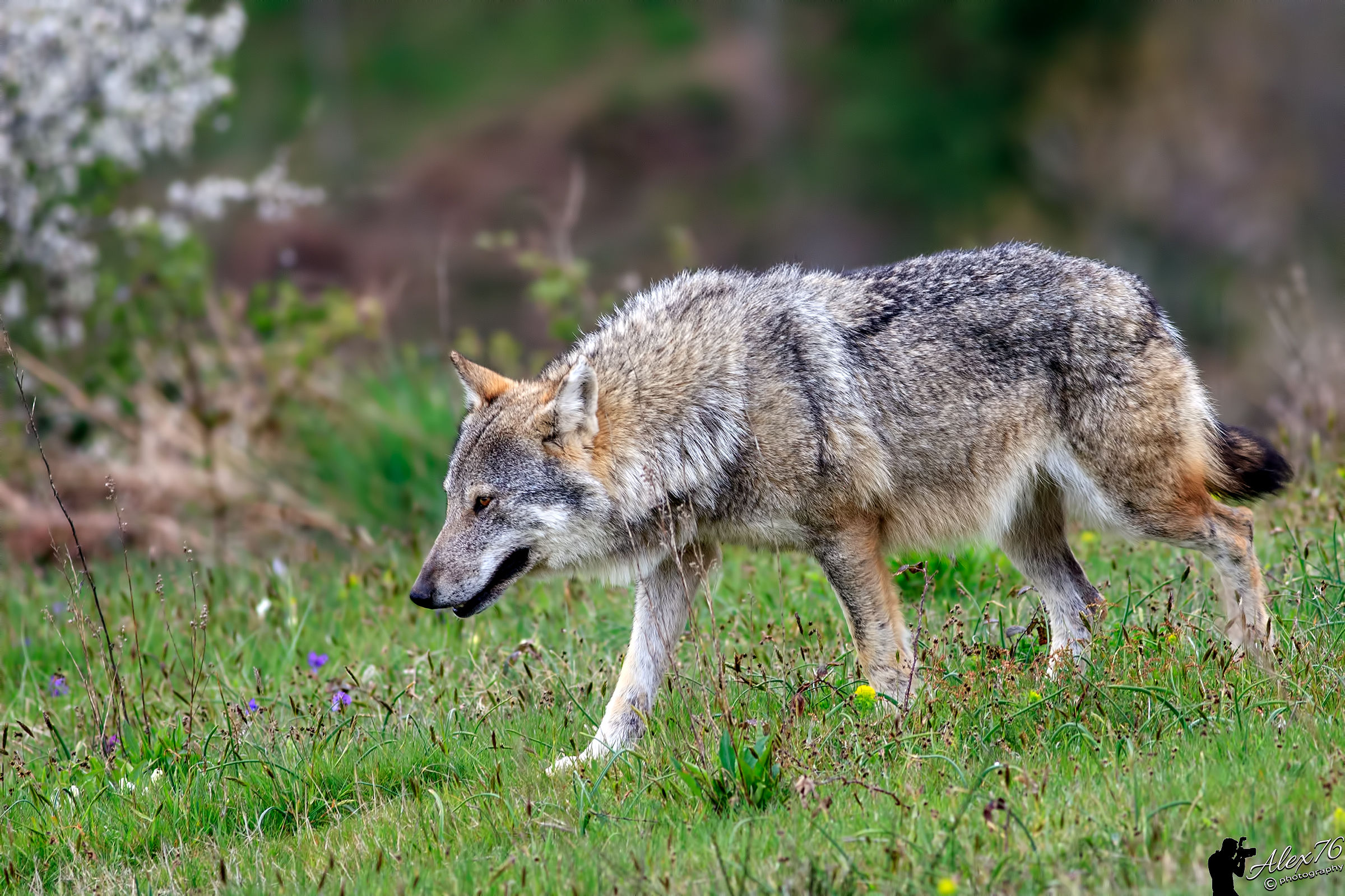 Lupo (Canis lupus italicus)