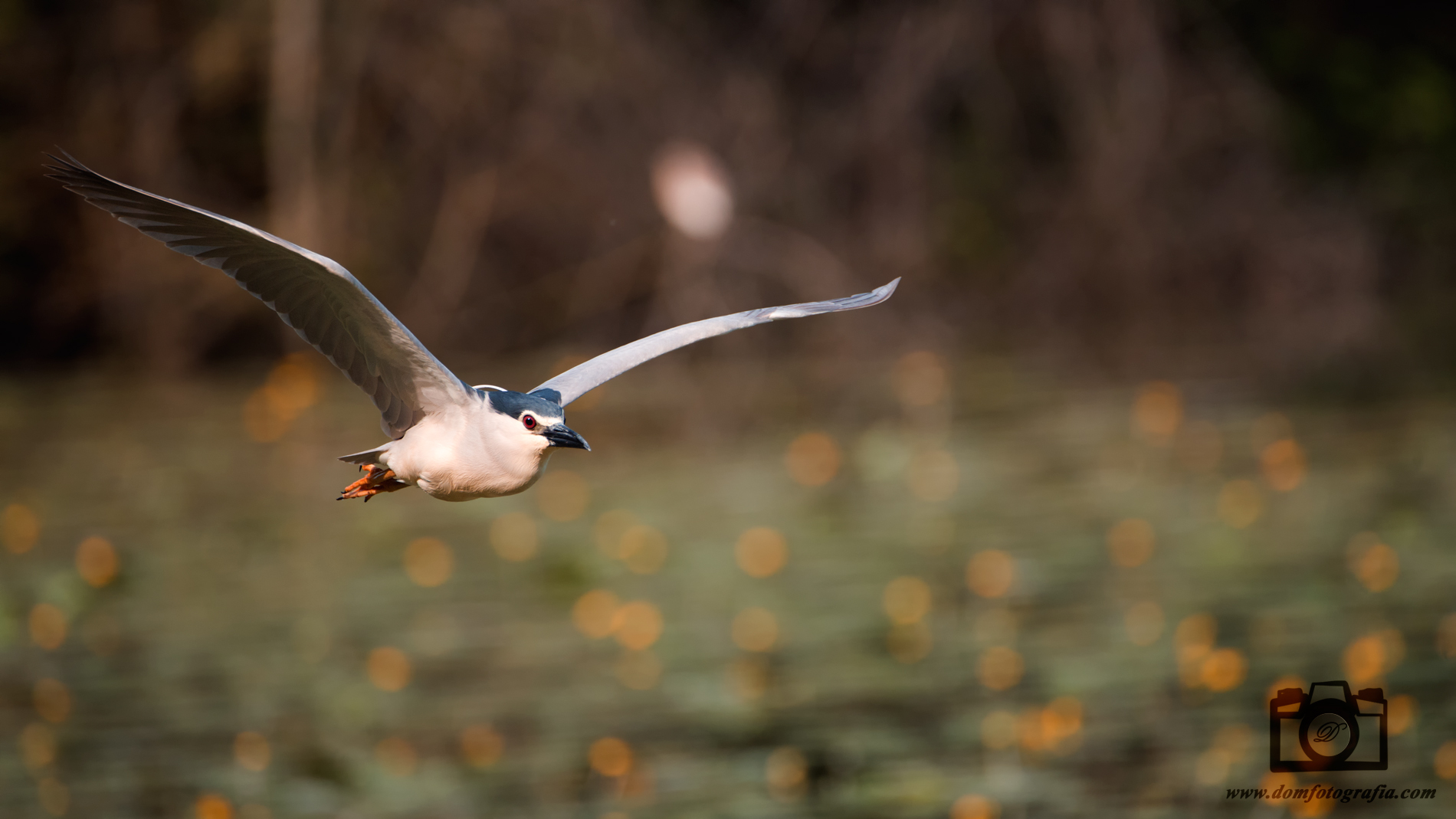 Nycticorax Nycticorax
