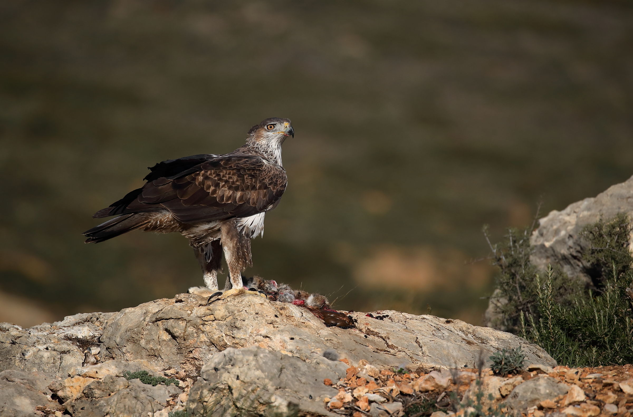 Bonelli's Eagle