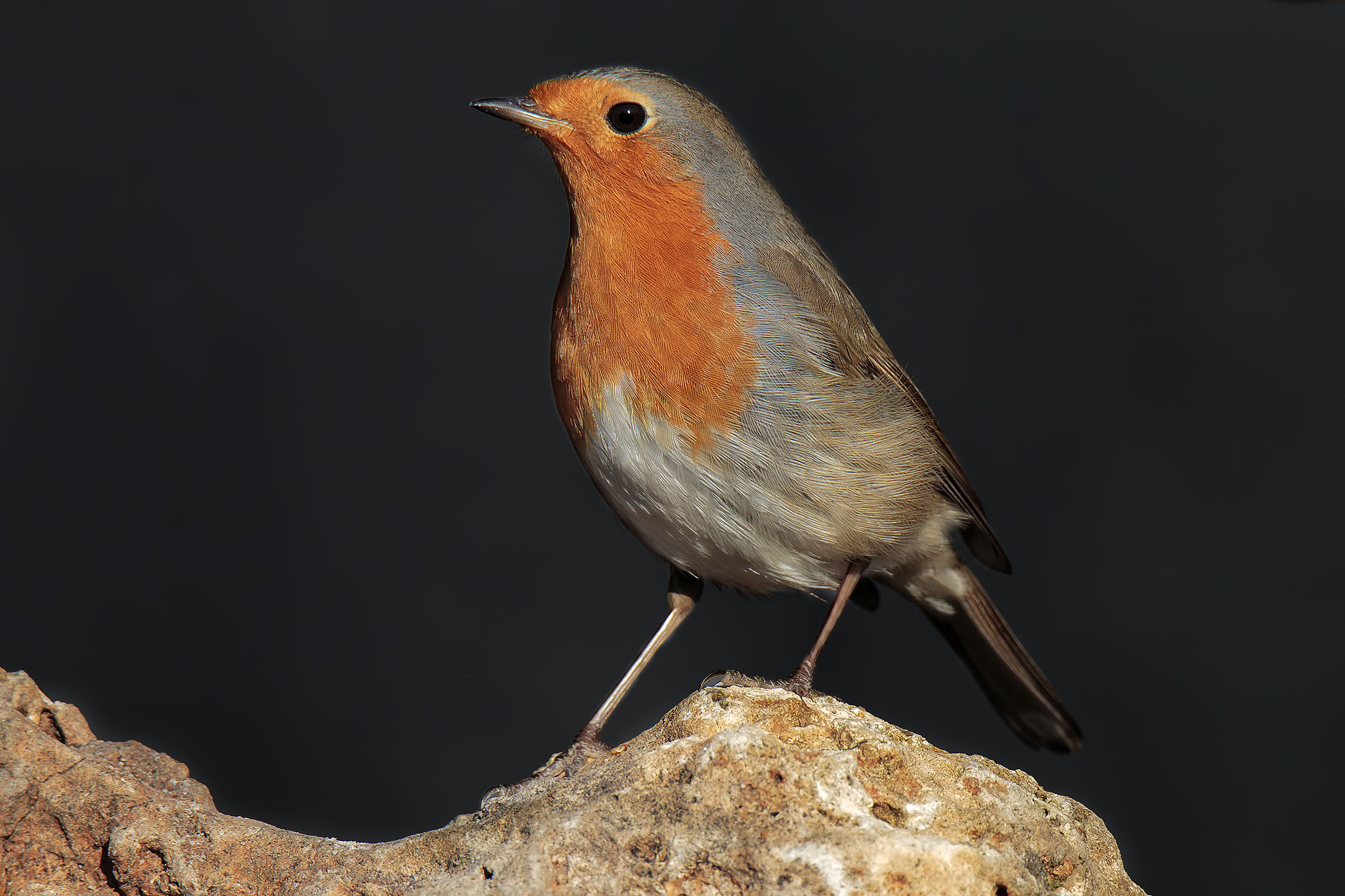 Robin