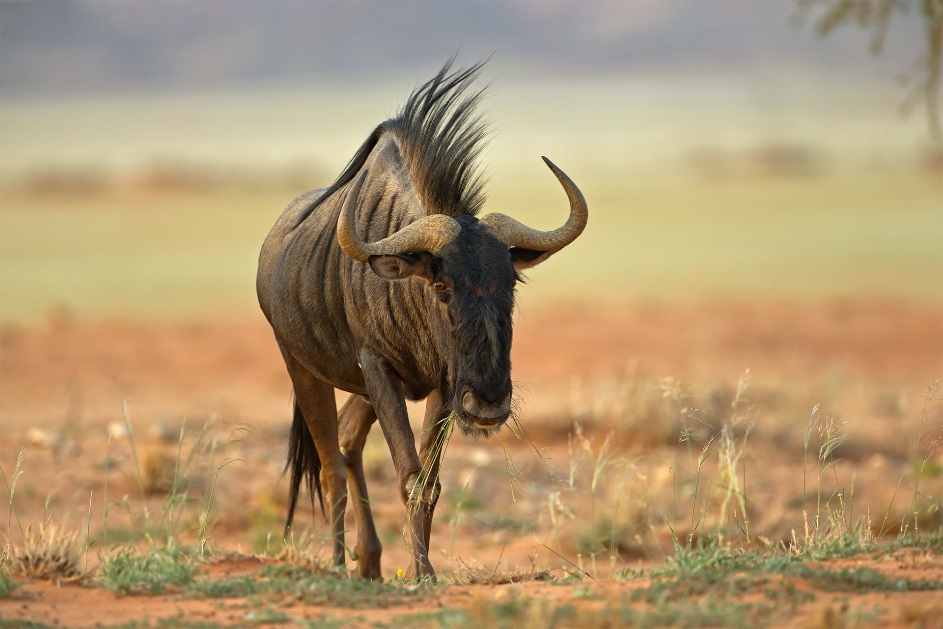 Connocheates taurinus