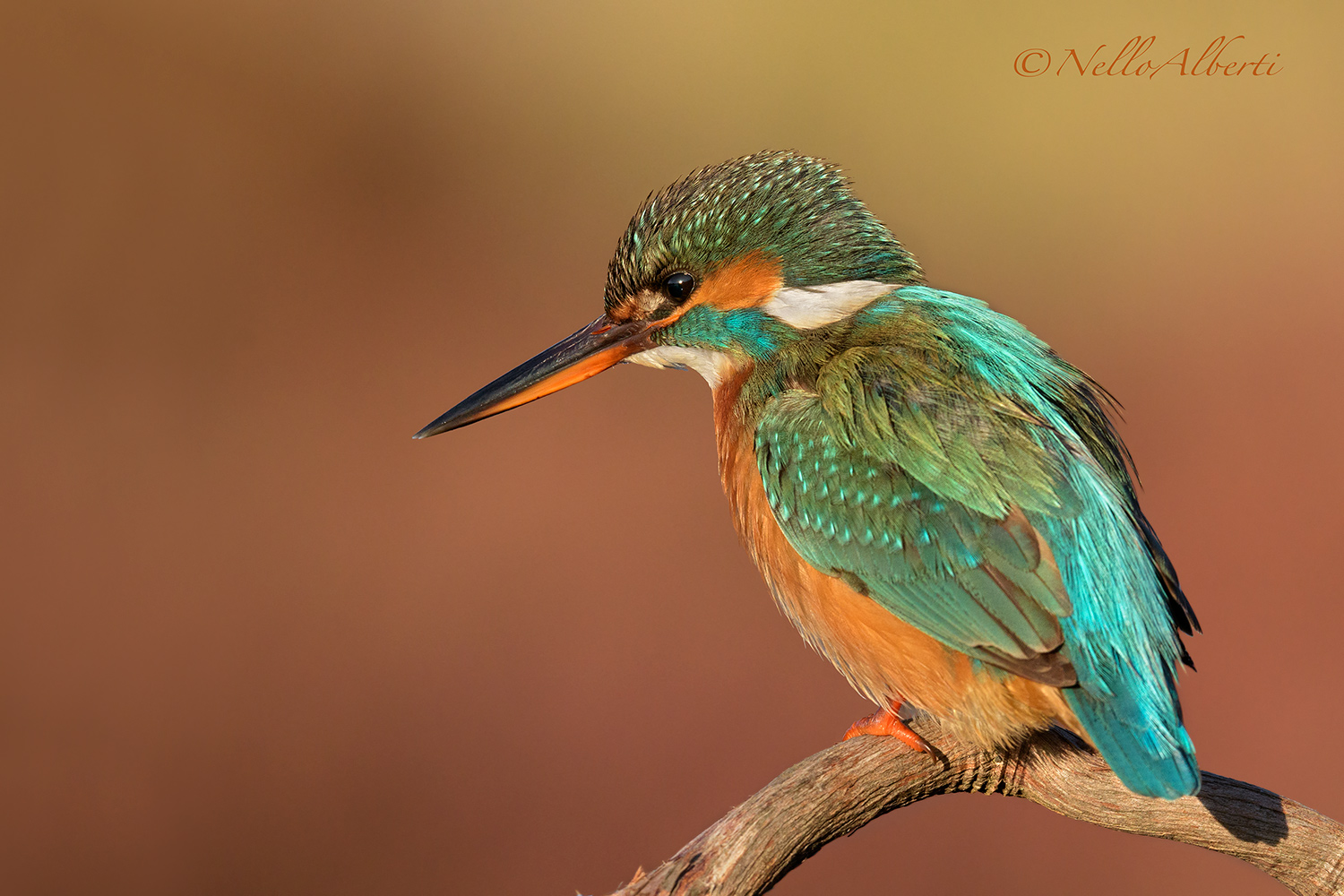 Kingfisher