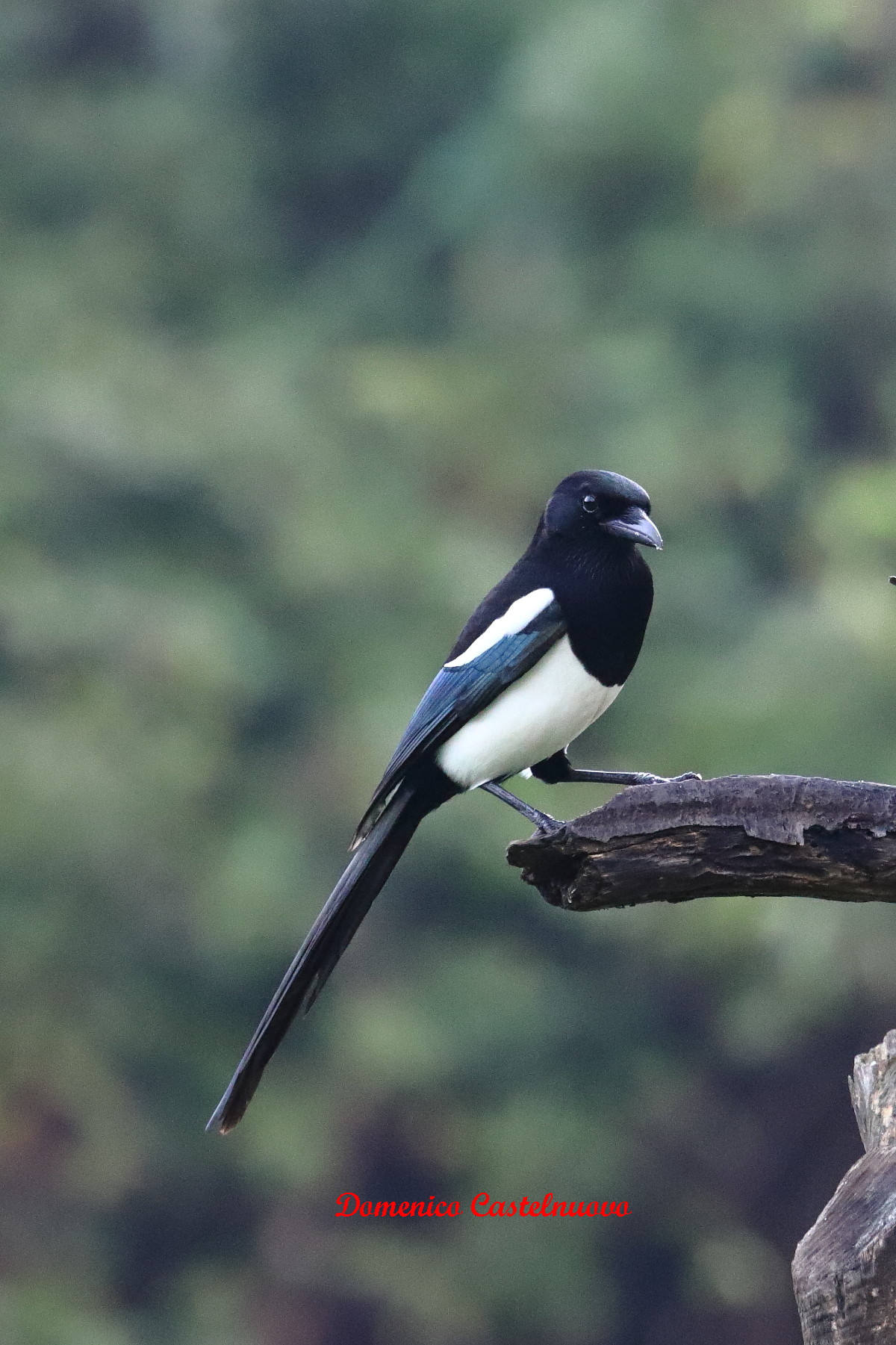 European Common Gazza (Pica pica)