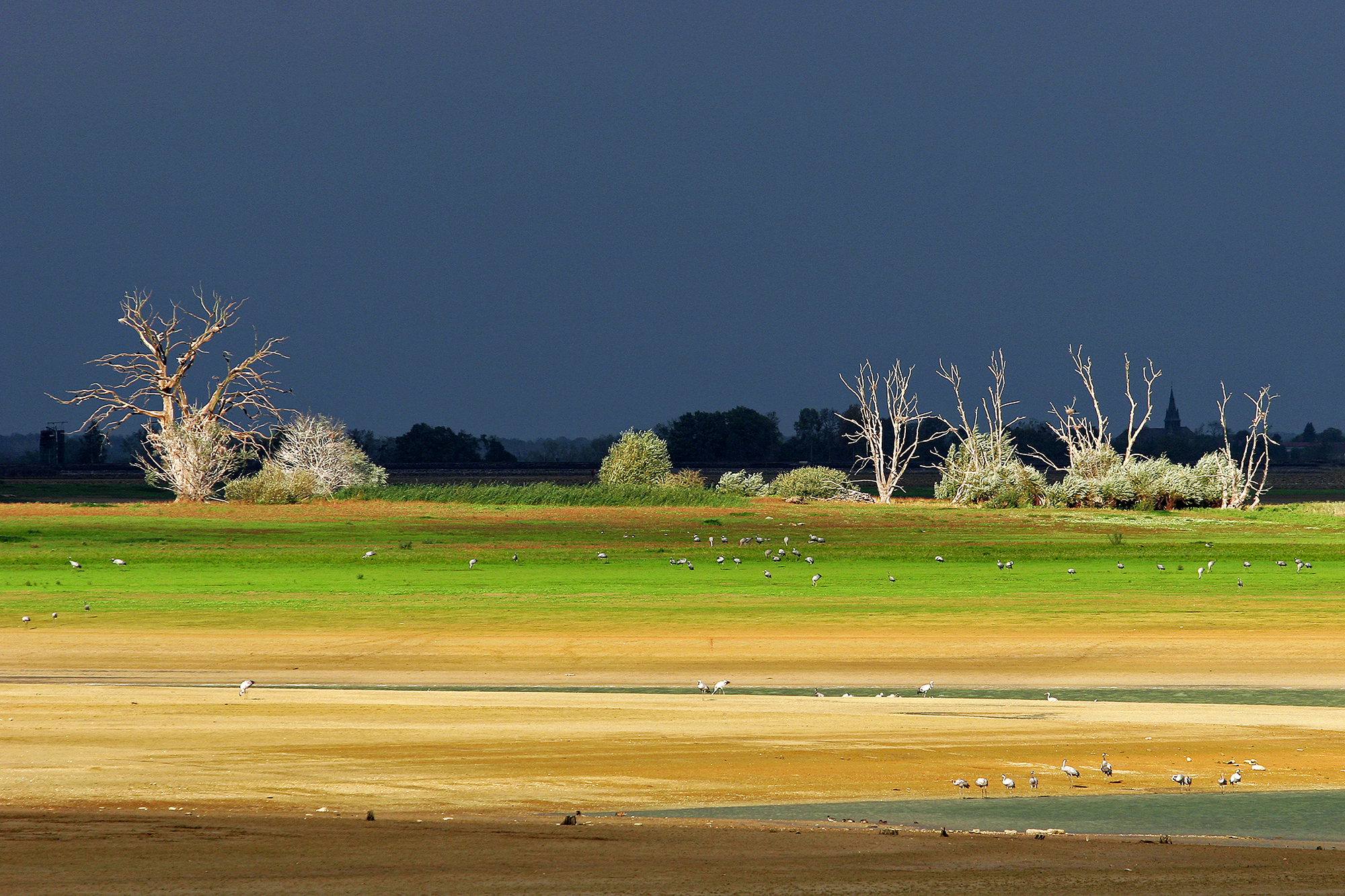 Lac du Der (France) with cranes