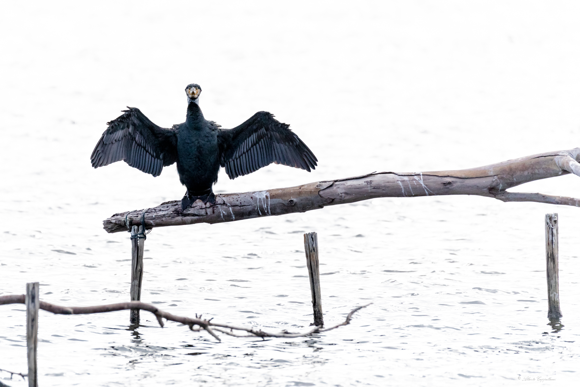 Cormorano