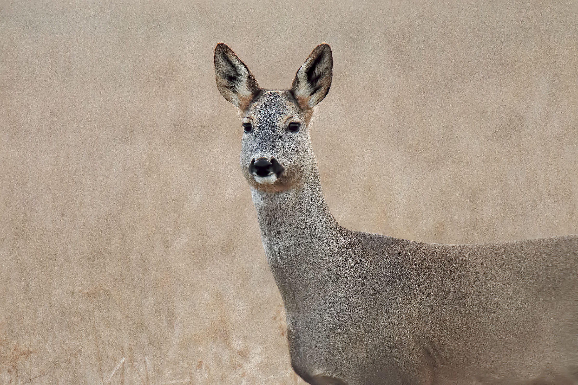 Female roe Deer