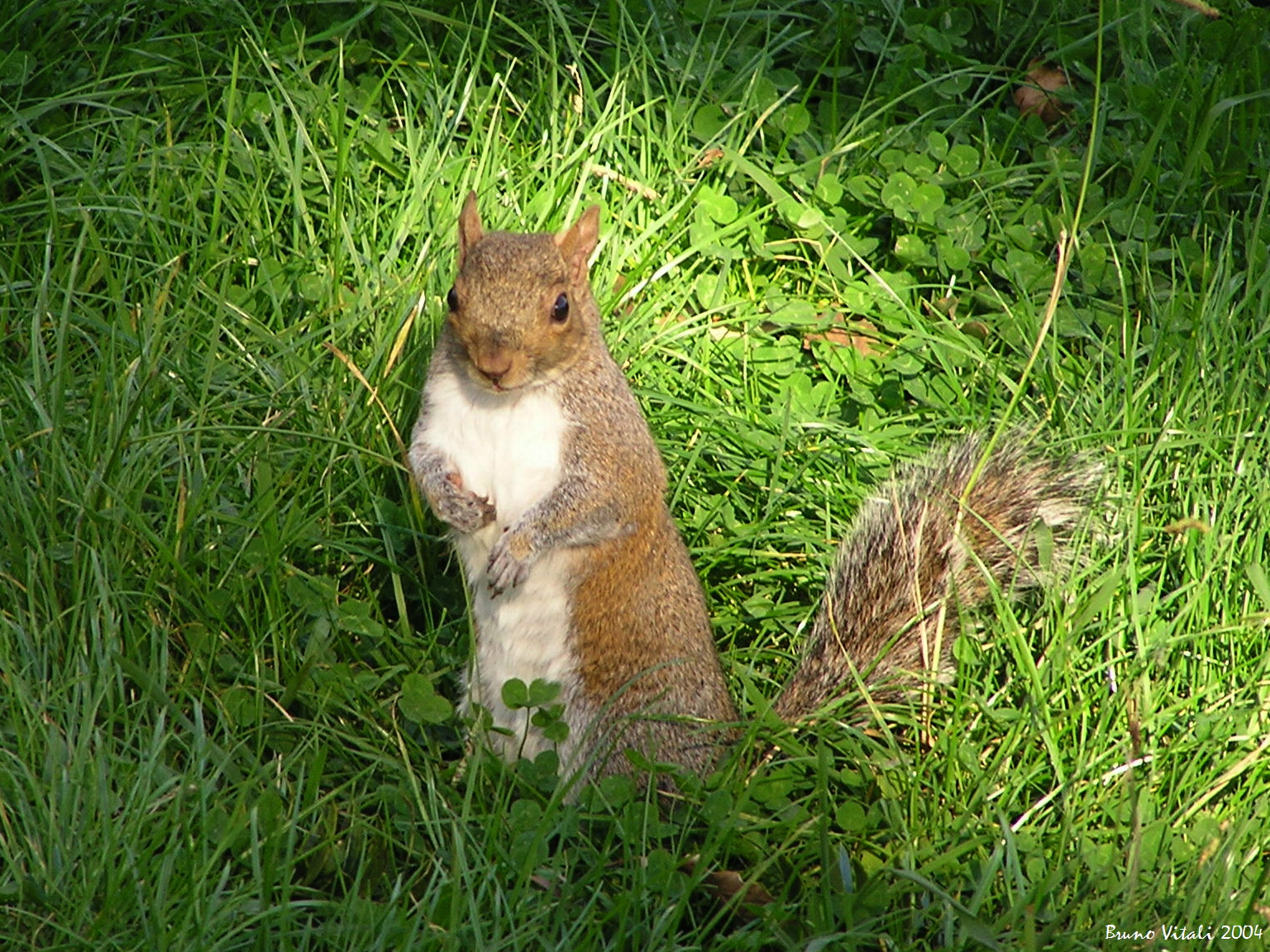 Scoiattolo nei parchi di Nervi