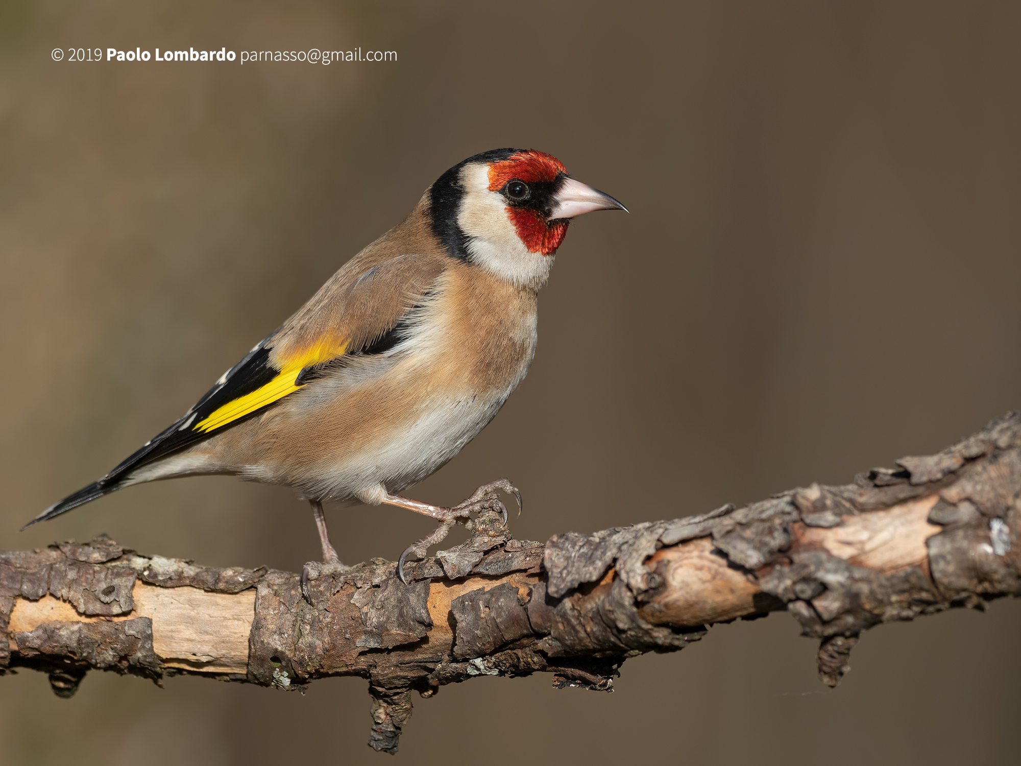 Carduelis carduelis - European goldfinch - Cardellino