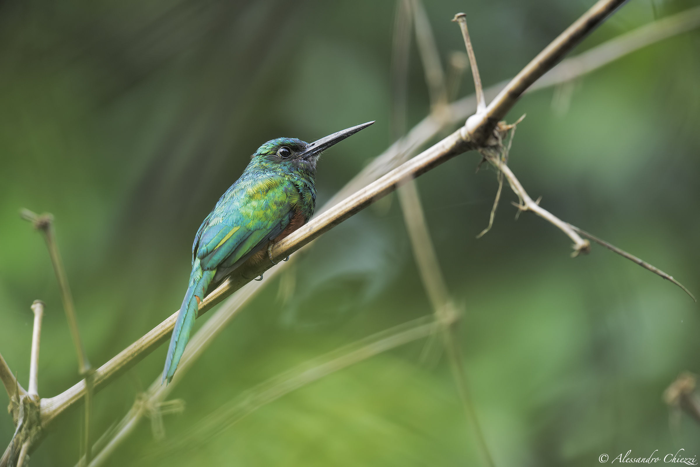 Jacamar Frontibluastra