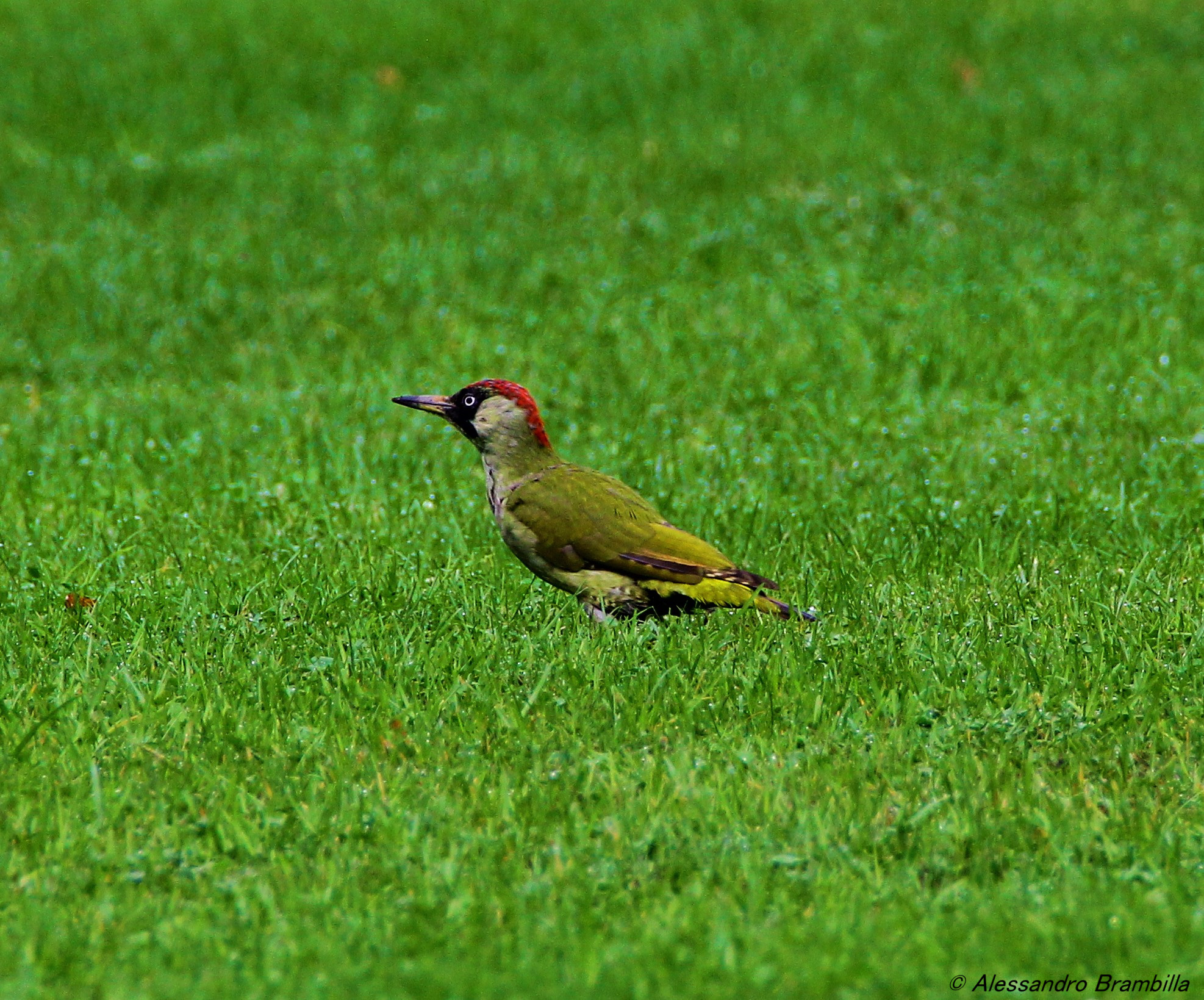 Green Woodpeckers