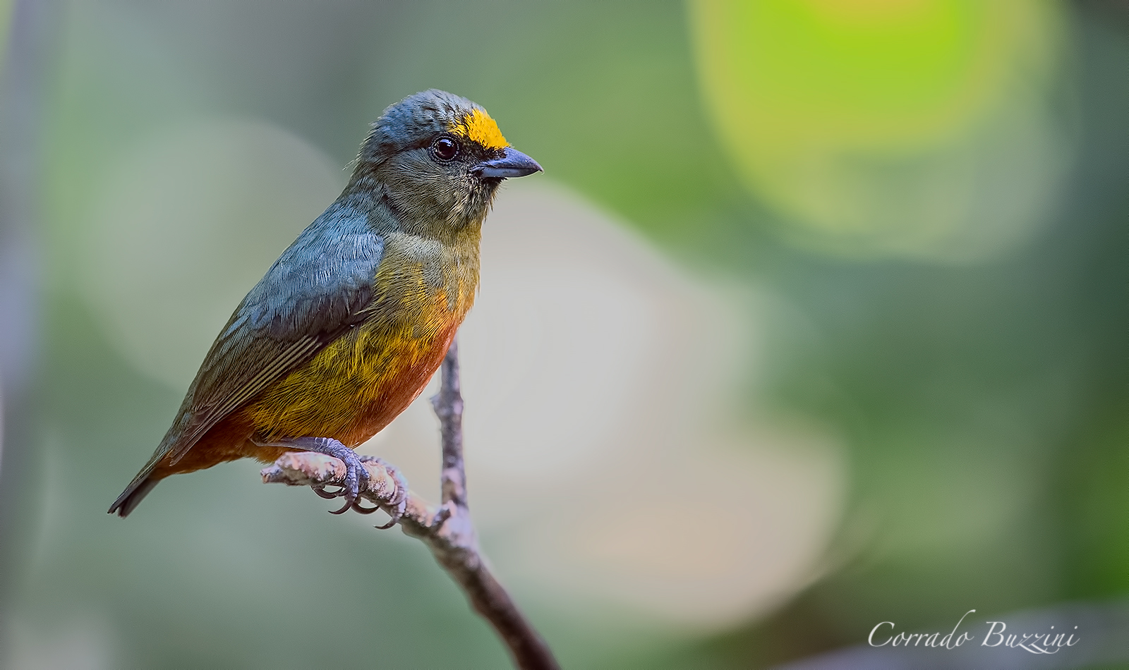 Euphonia Gouldi