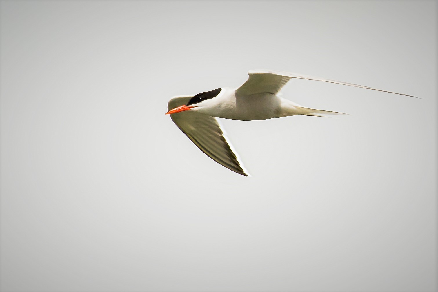 Tern