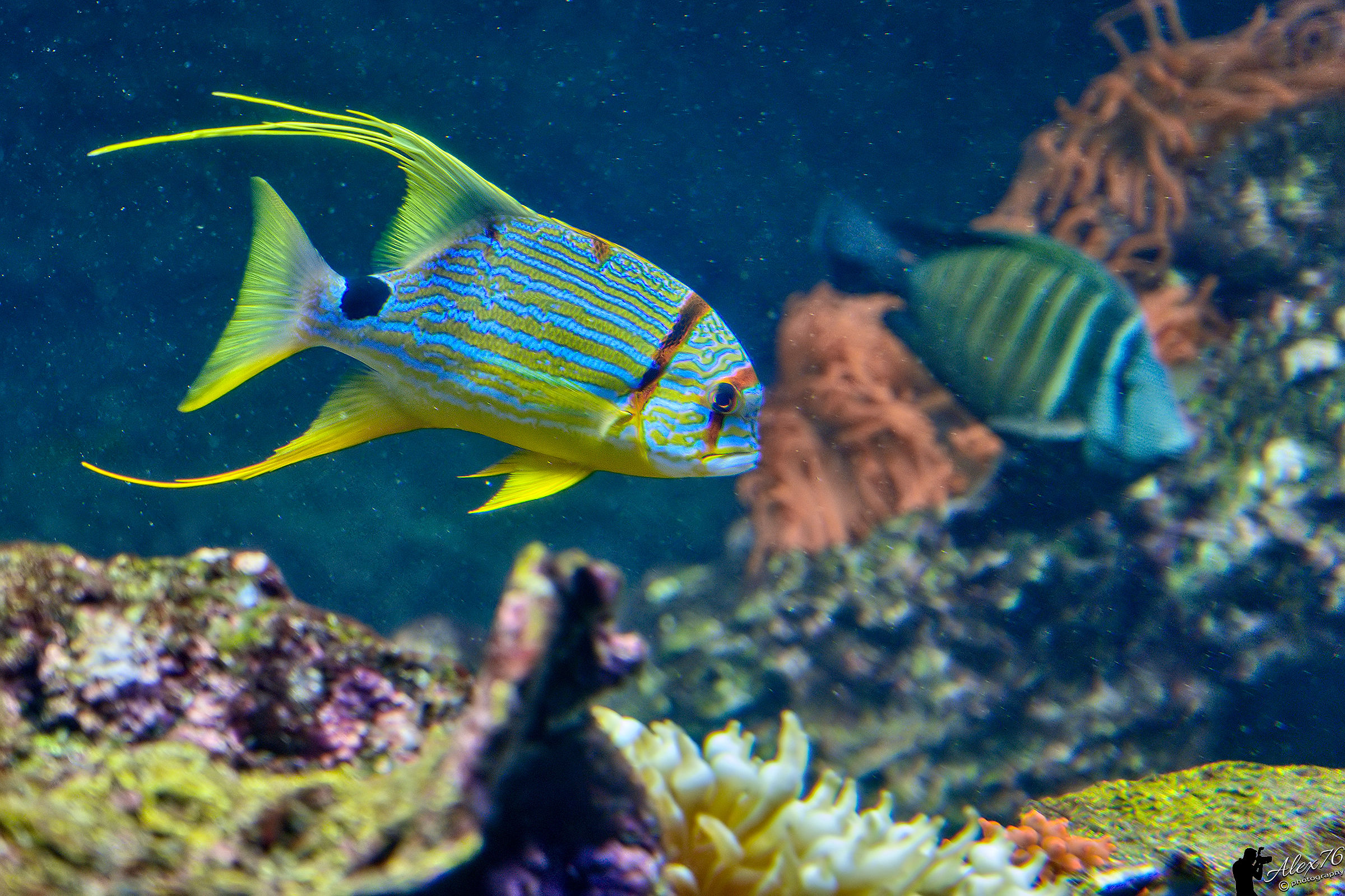 Dalla Vasca della Barriera Corallina