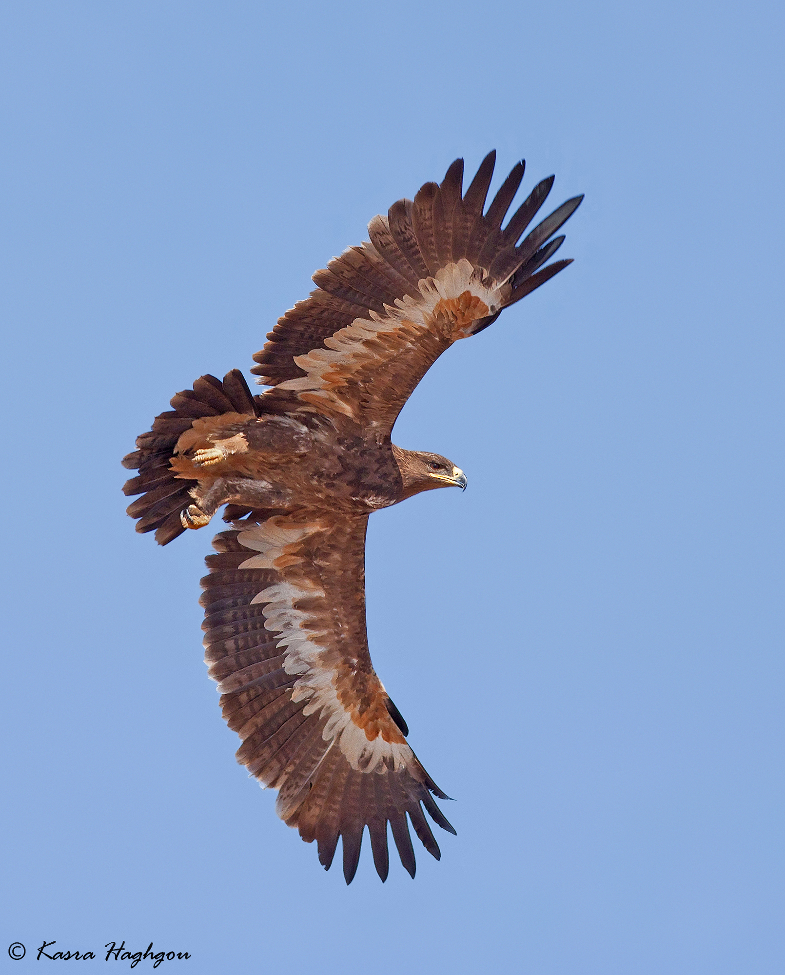Steppe eagle