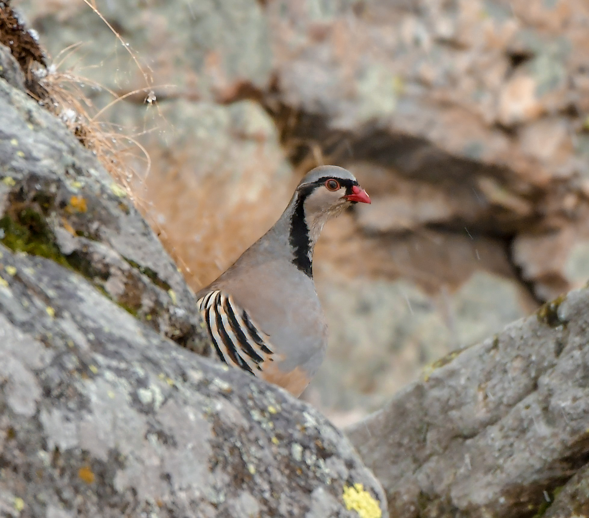 Rock Partridge