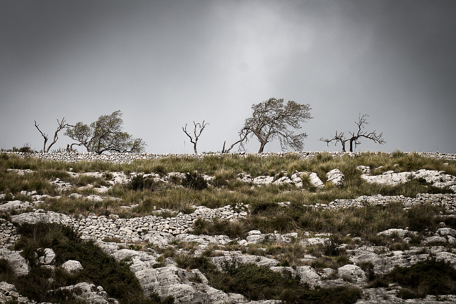 Ulivi a Cava d'Ispica